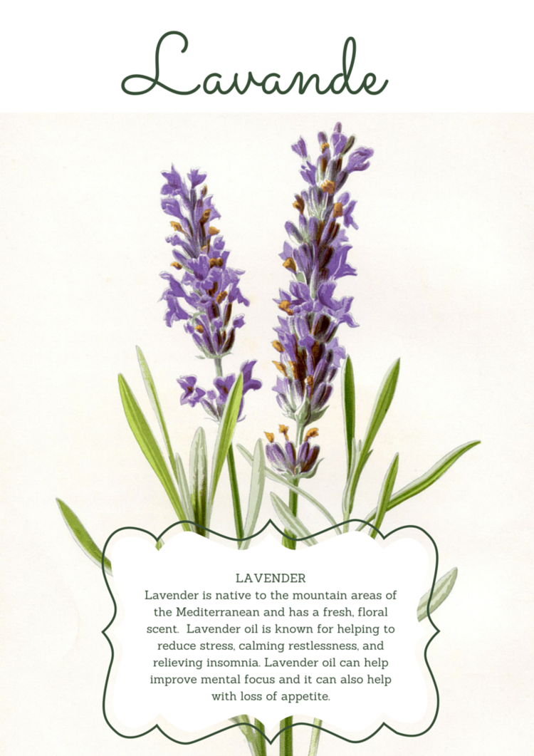 For allergies, apply 1 drop of lavande (oil) on your forehead or cheeks & feet before bed! (See anatomy translations below).
