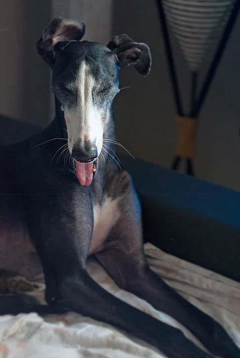 galgo-3391807_960_720.jpg