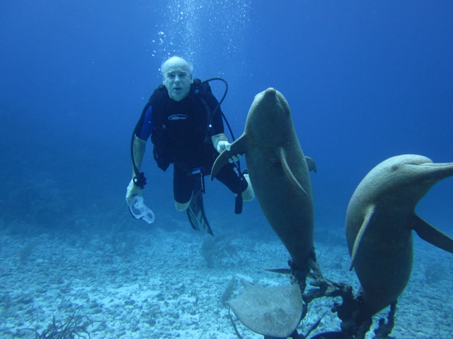 Diving with the Dolphins.jpeg