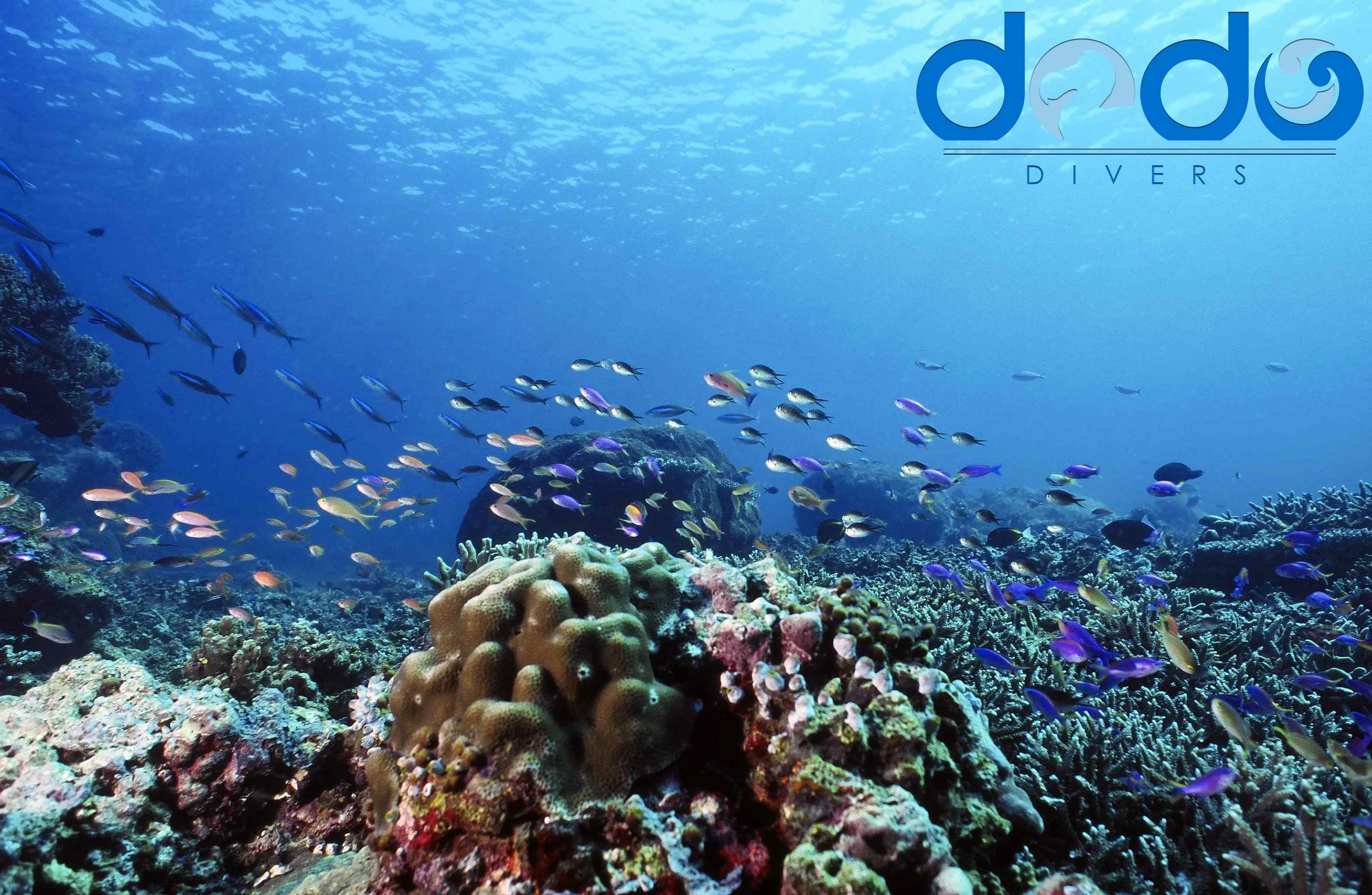 Mauritius underwater panorama