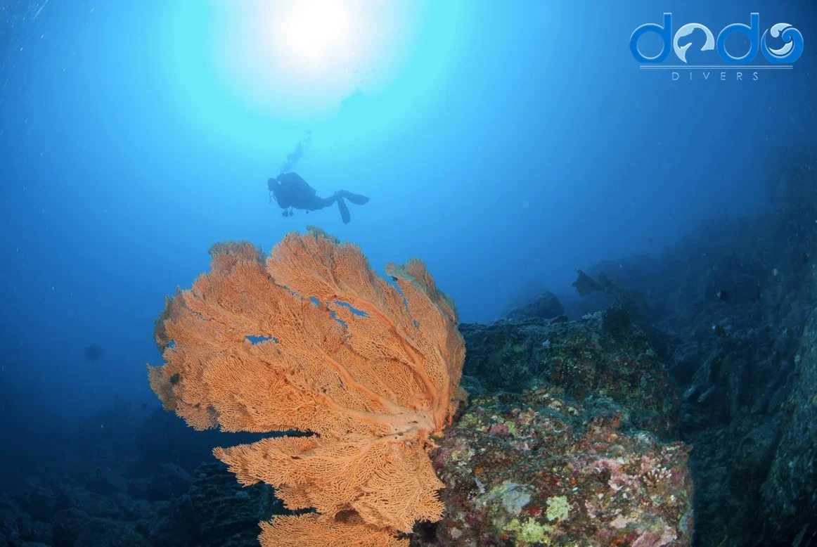 Mauritian relax in diving