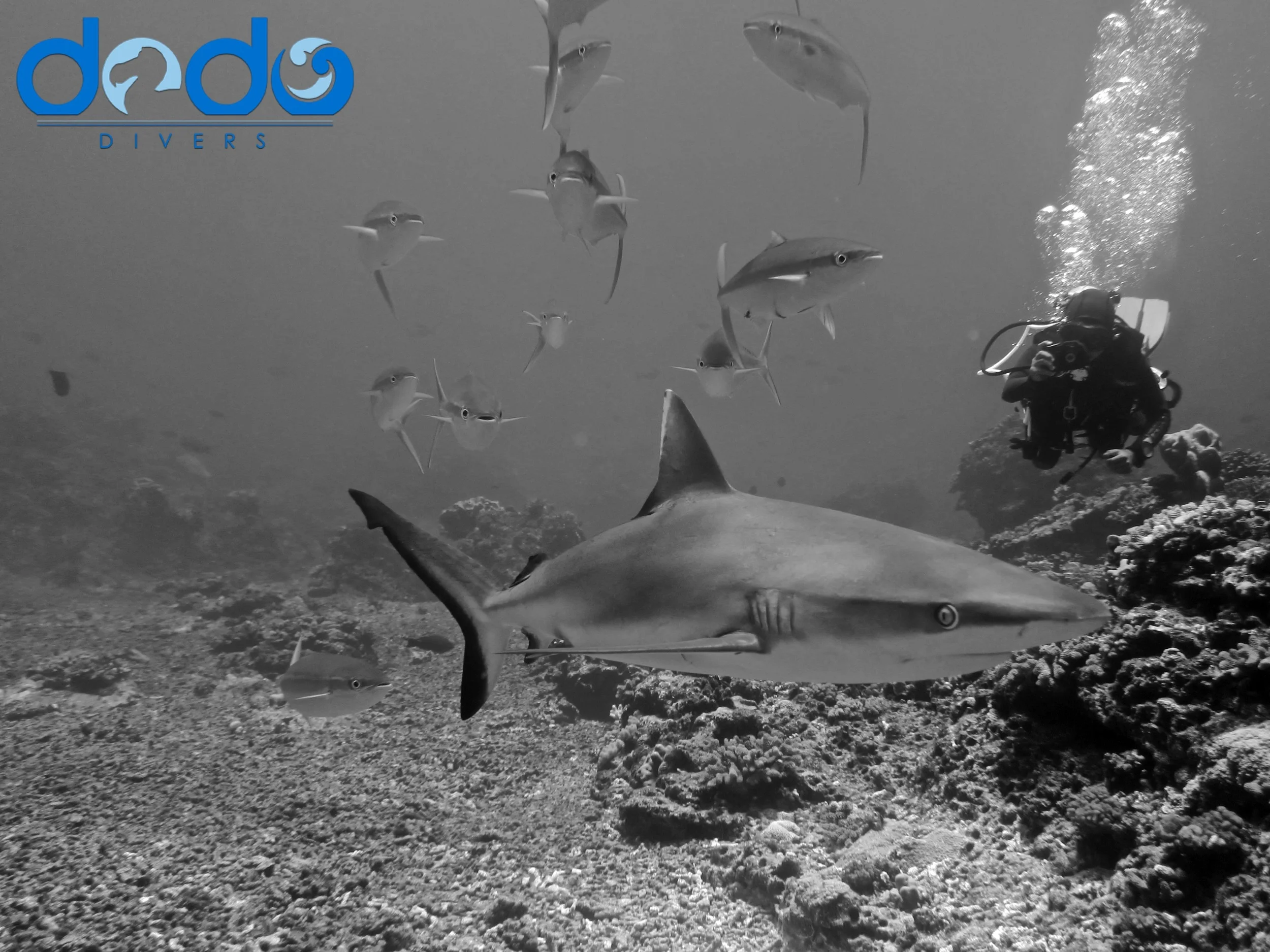 Grey Shark in Mauritius