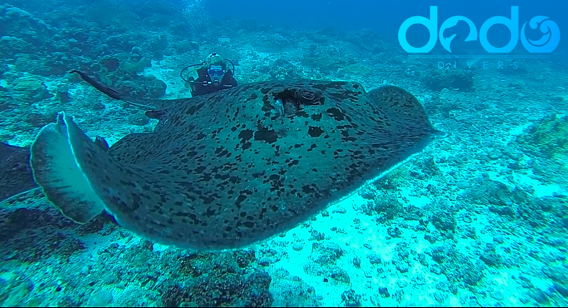 Huge StingRay