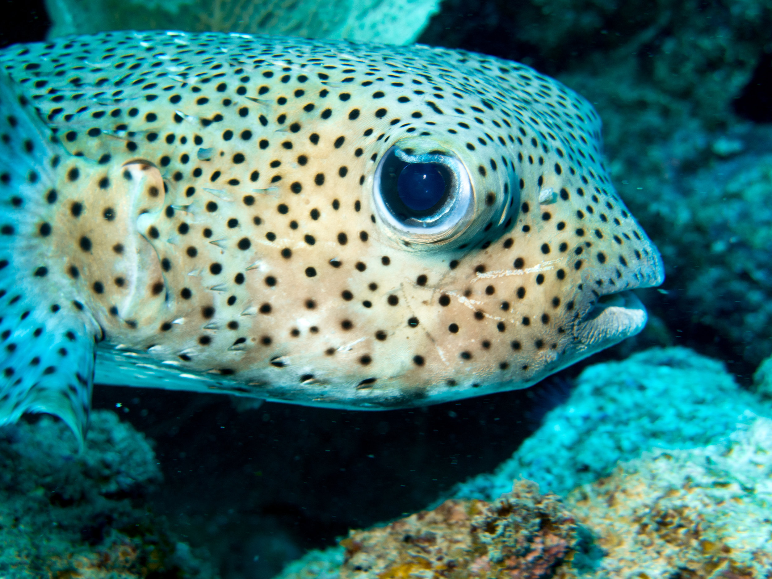 Puffer Fish