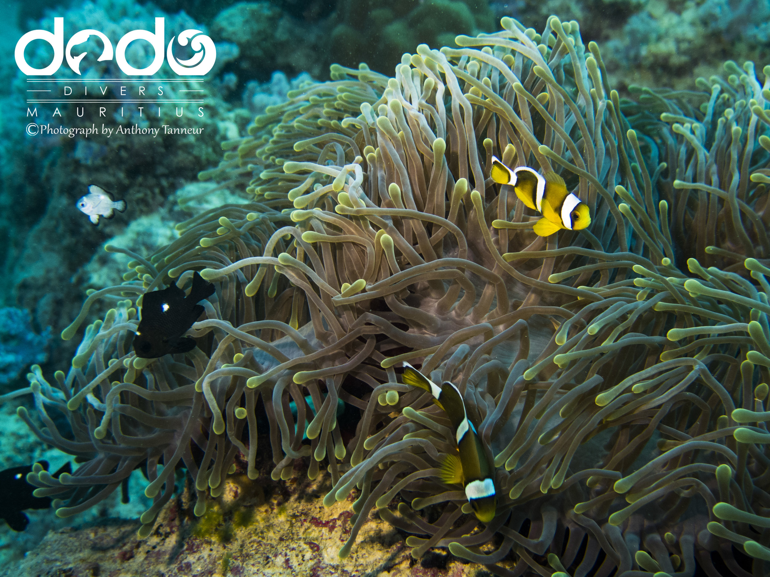 Clown fish in anemone