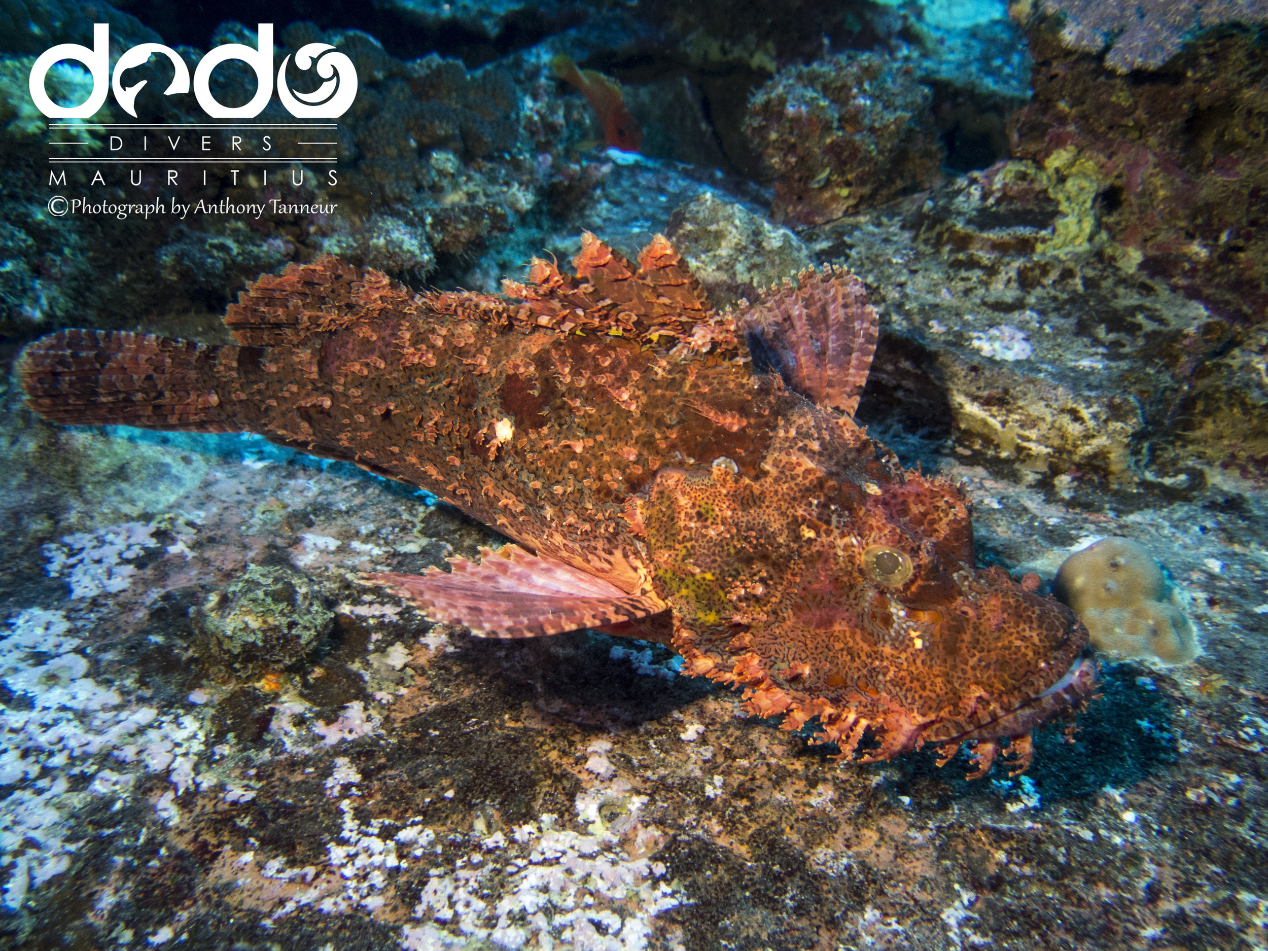 Scorpian Fish