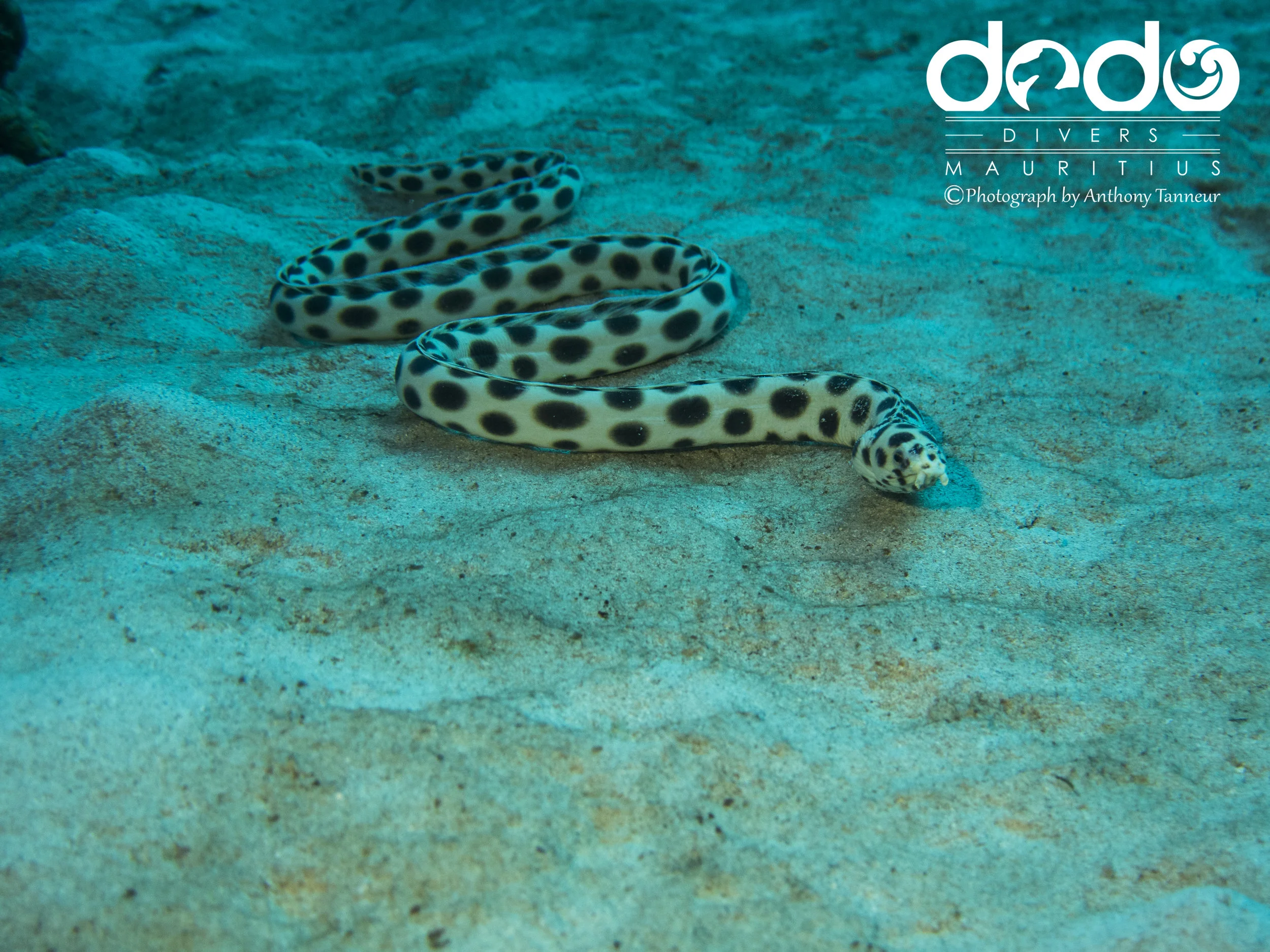 Spotted Snake Eel
