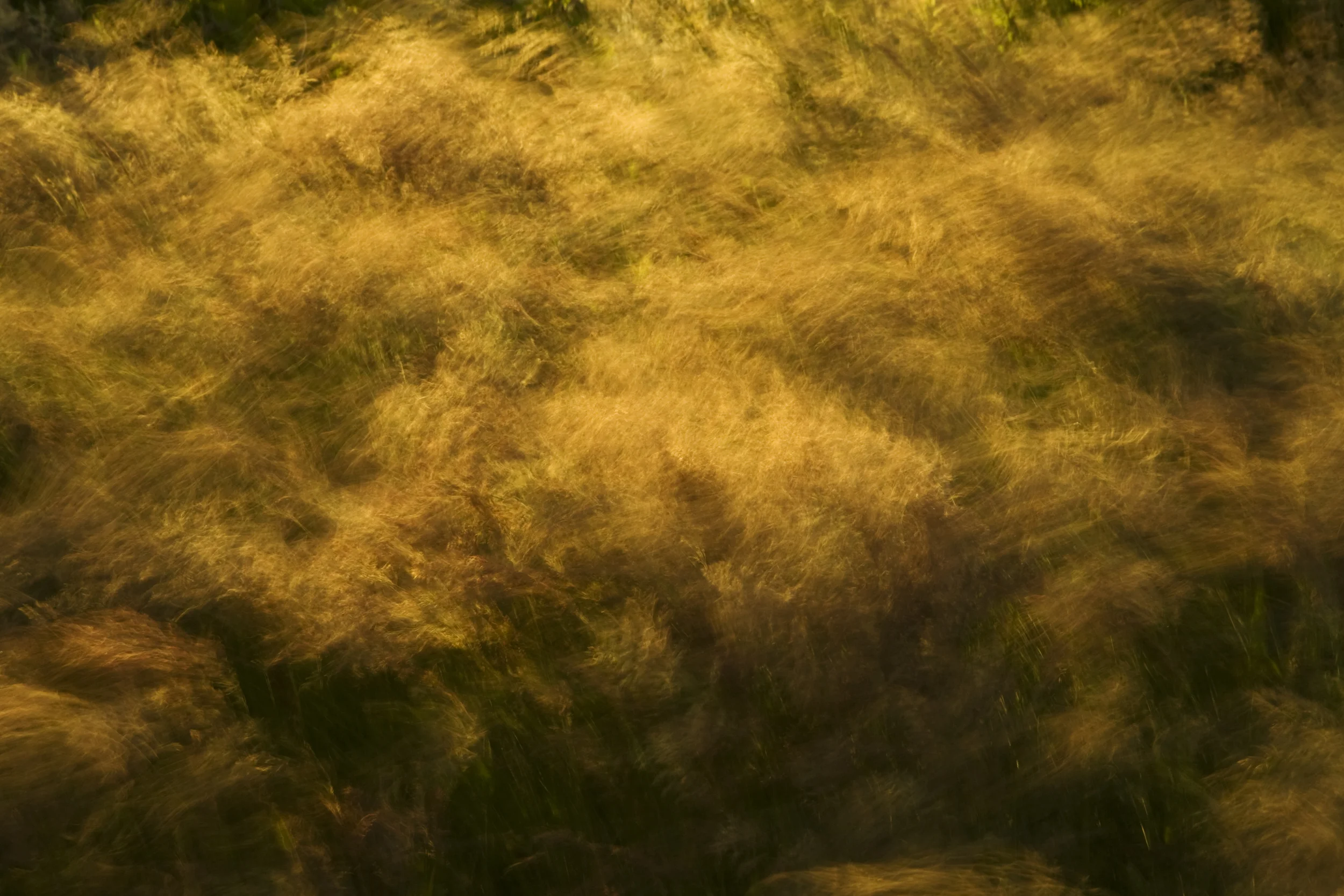 BIgrass002.jpg