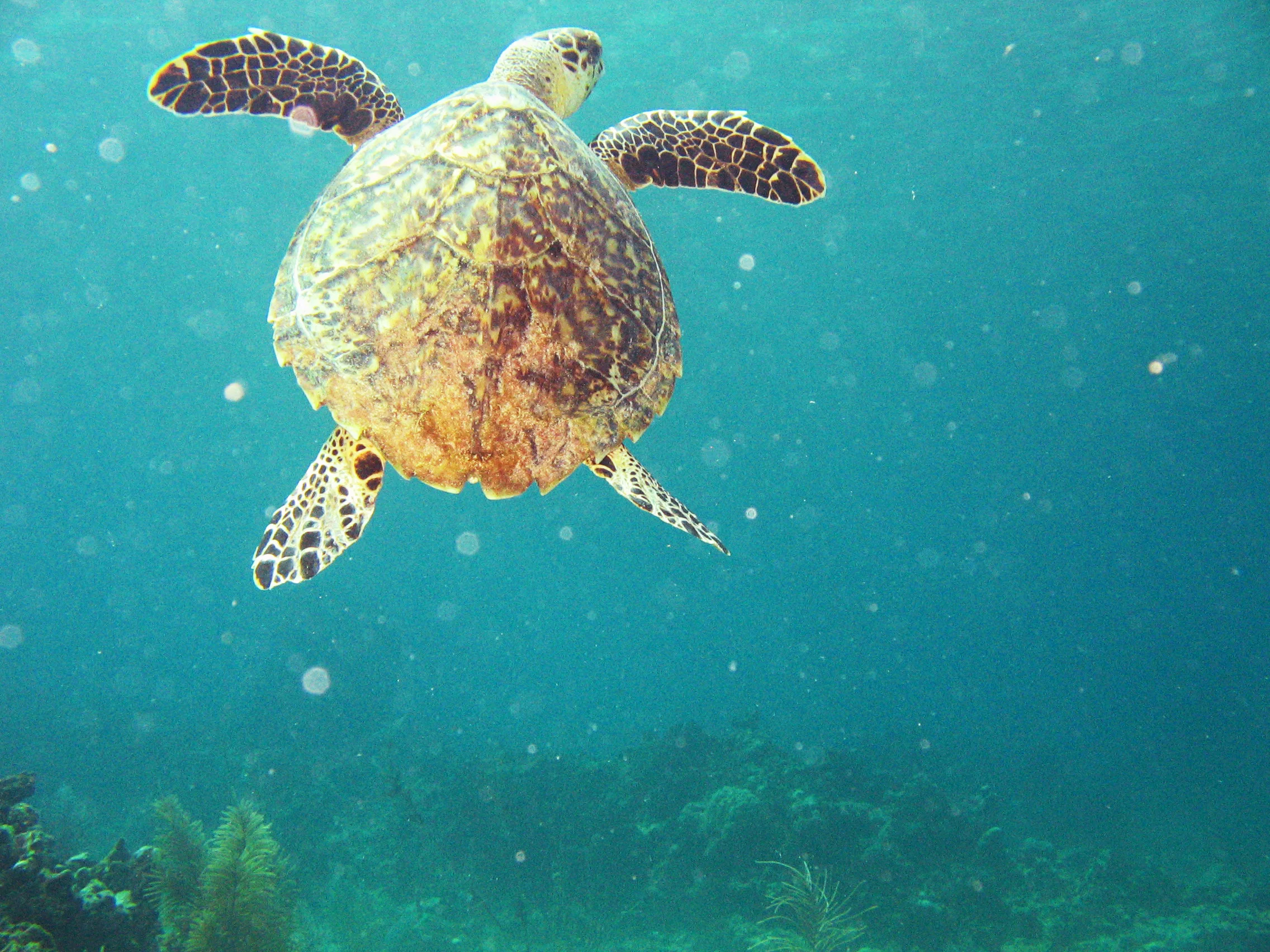 Utila, Honduras