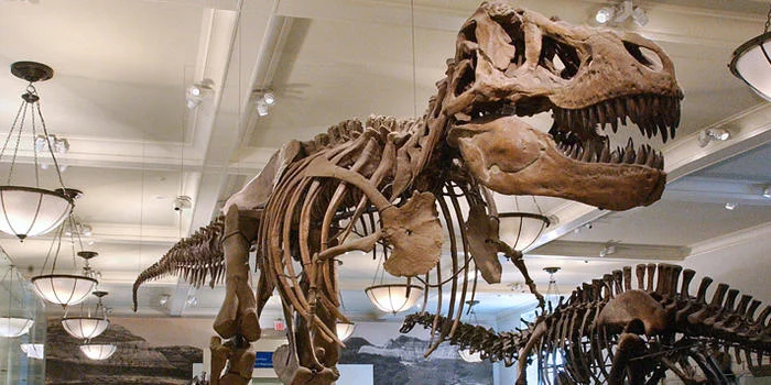 Sun 3/15 – Gay Scavenger Hunt of American Museum of Natural History