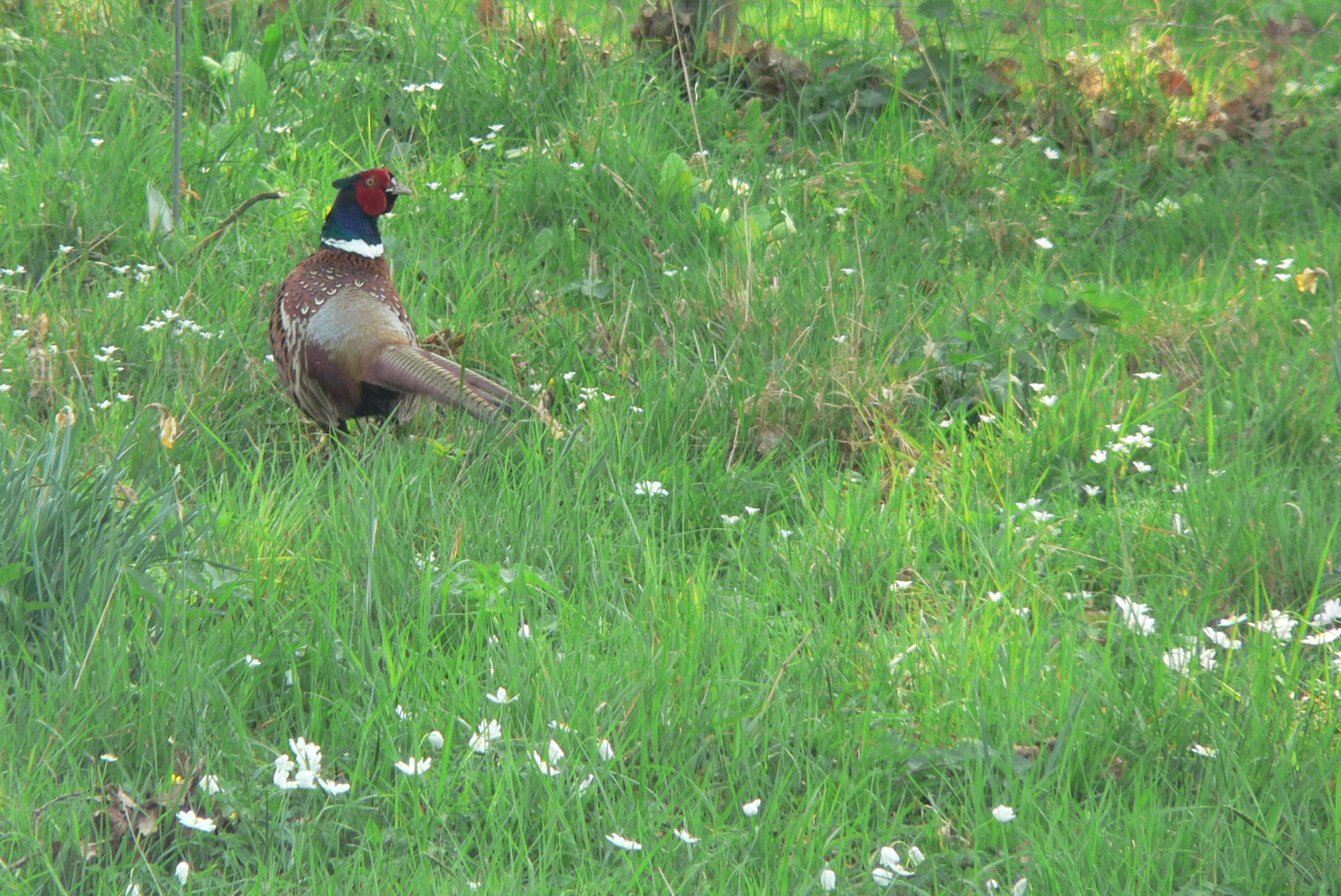 “Pheasant in the grass” by Alistair Young is licensed under CC BY 2.0