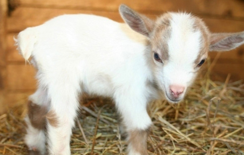 This is a baby goat...