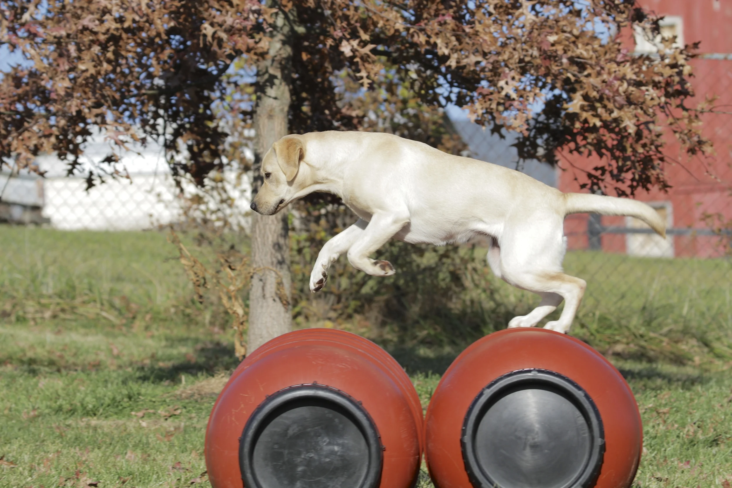 Kennel Stonnie Dennis Trainer