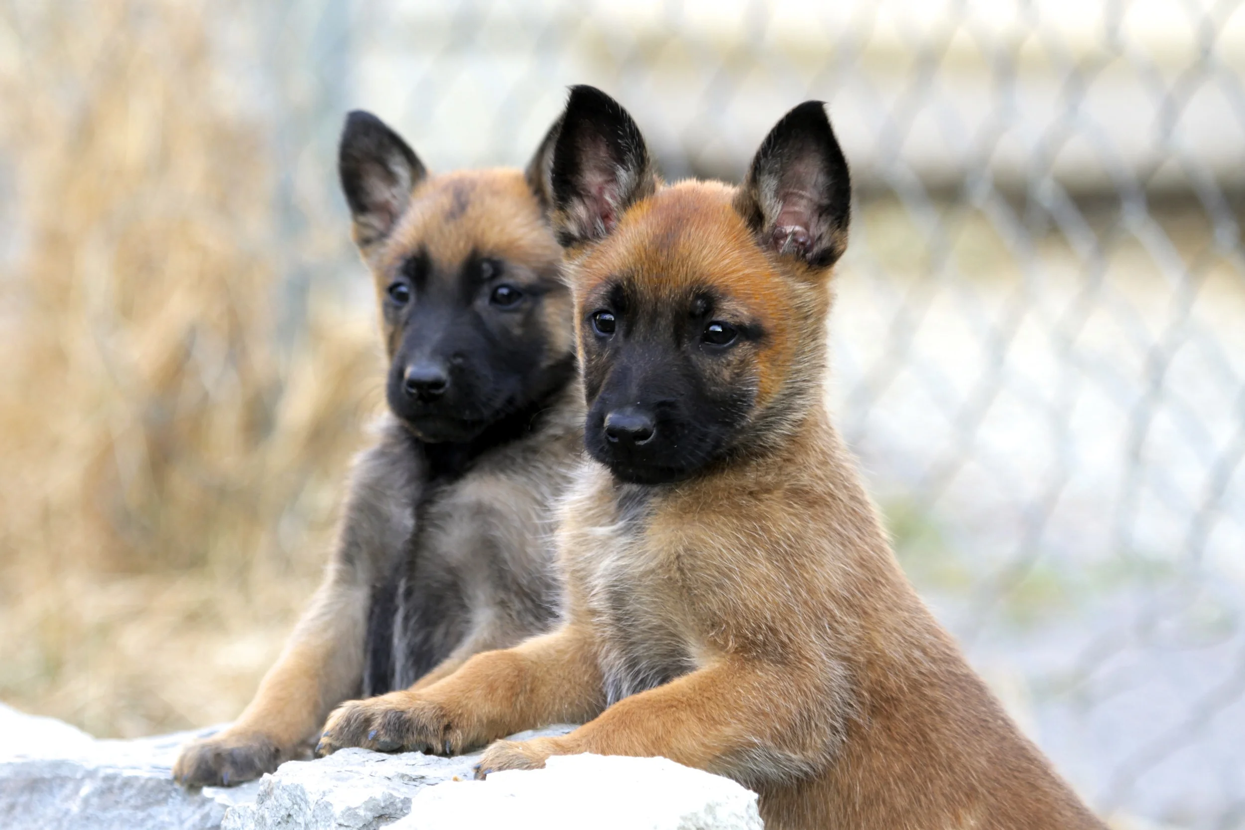 Malinois Puppies with Stonnie Dennis | Lexington Kentucky