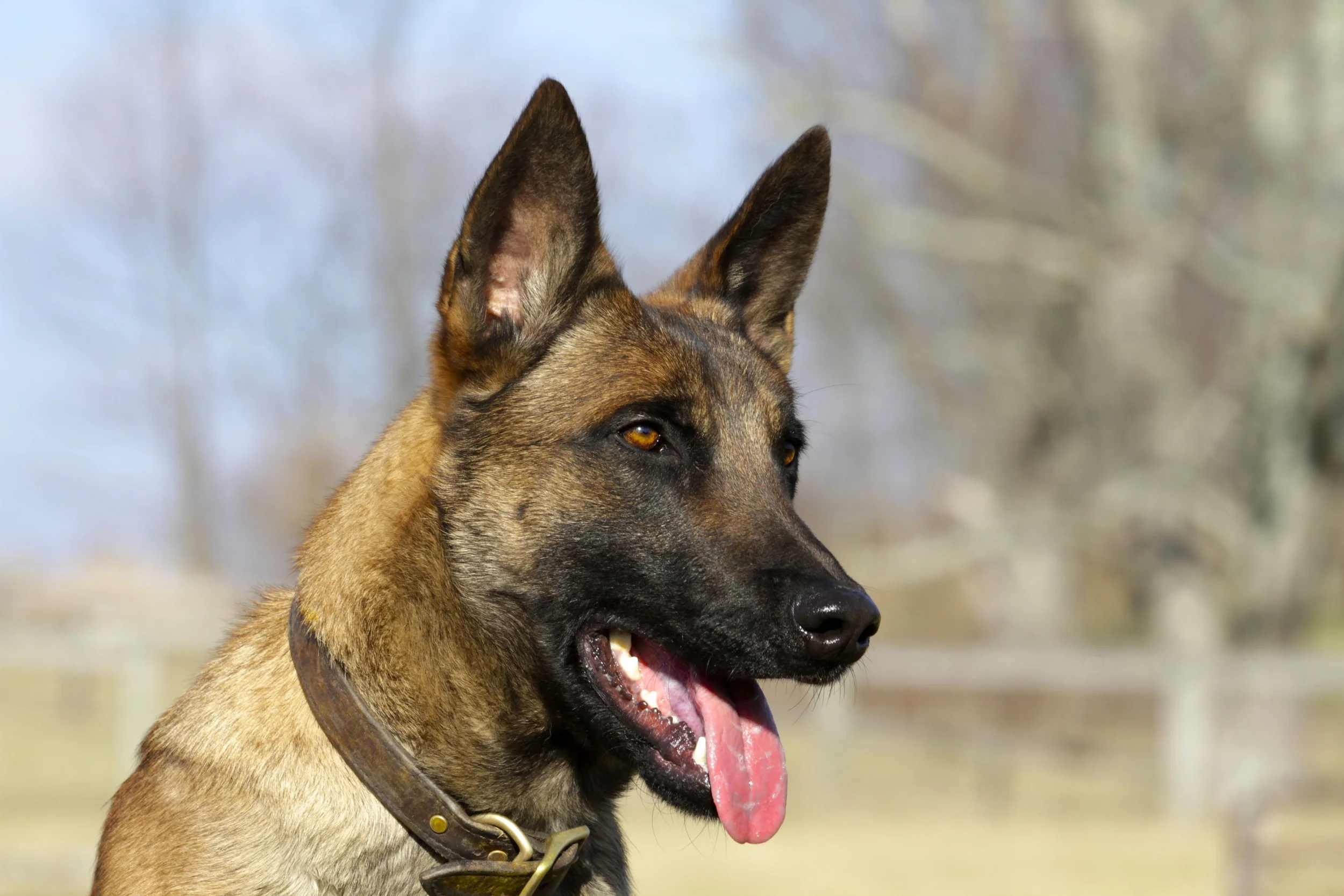Malinois Board and Train with Stonnie Dennis | Lexington KY