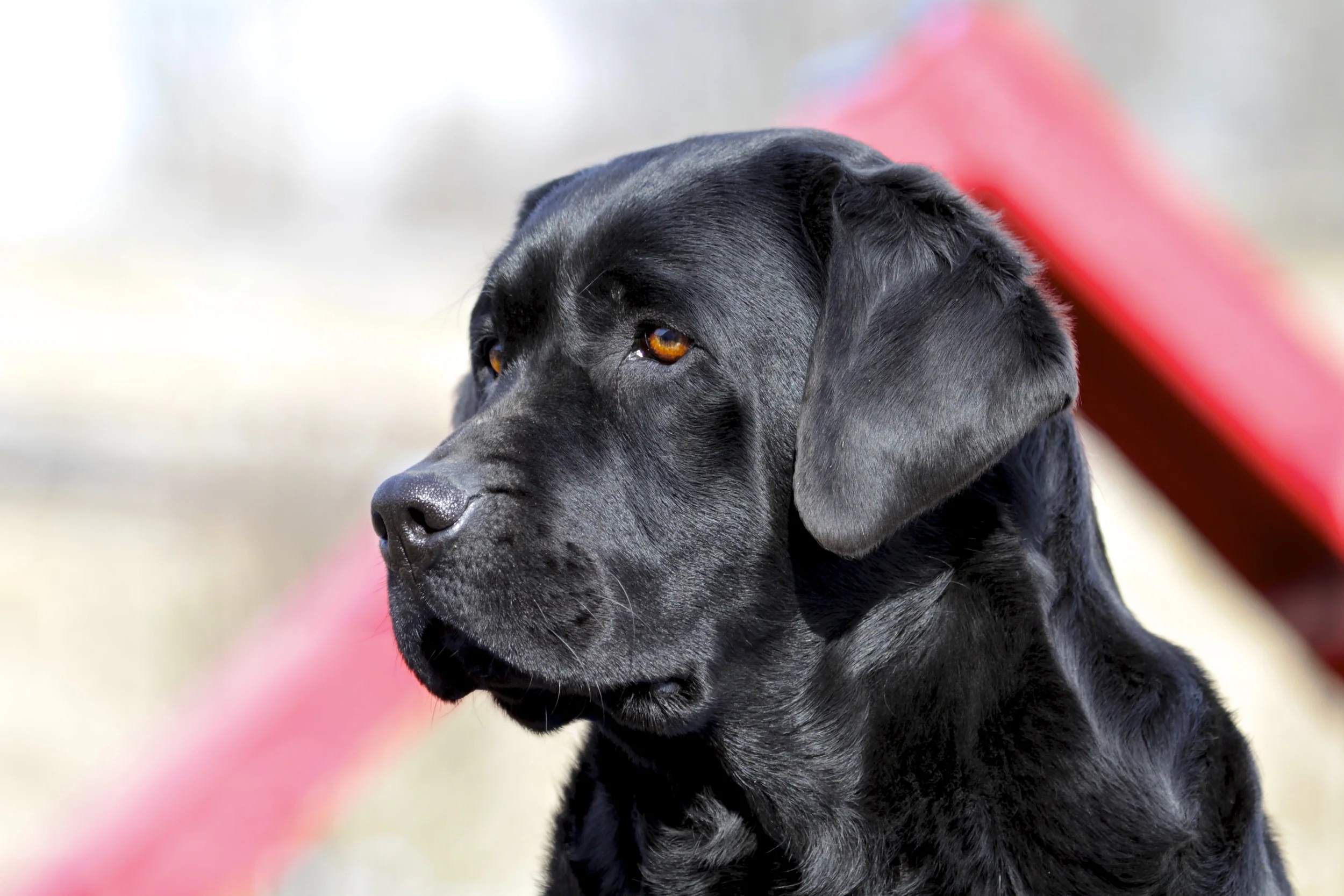 English Lab Board and Train with Stonnie Dennis | Lexington KY