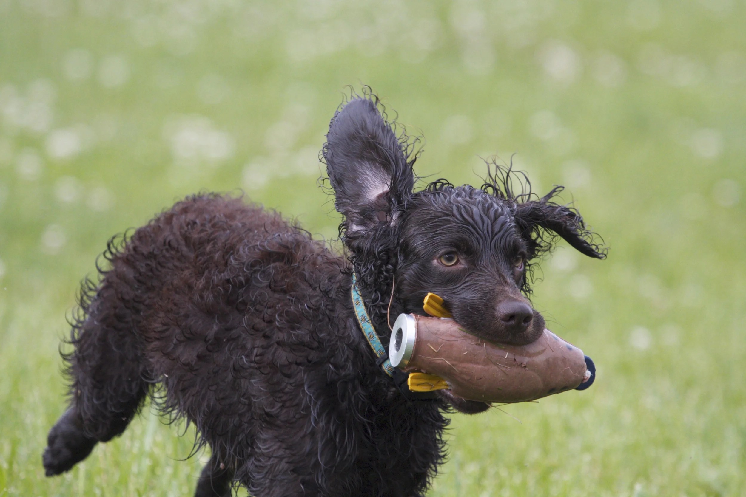 Boykin Spaniel Retrieving Board and Train with Stonnie Dennis | Lexington KY