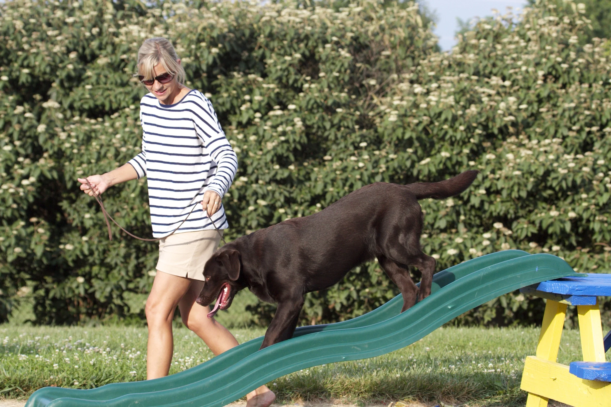 Kennel Stonnie Dennis Trainer