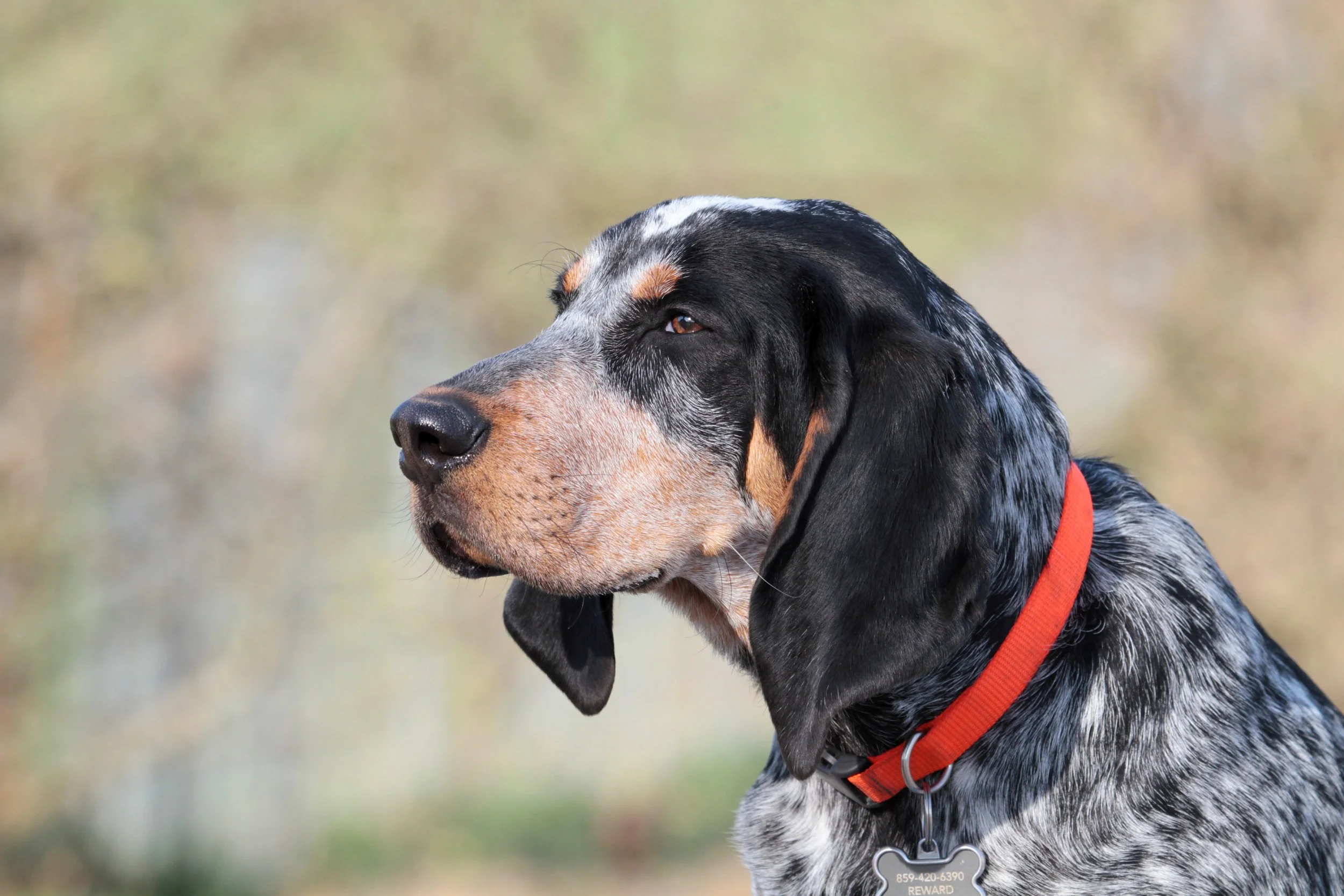 Kennel Stonnie Dennis Trainer