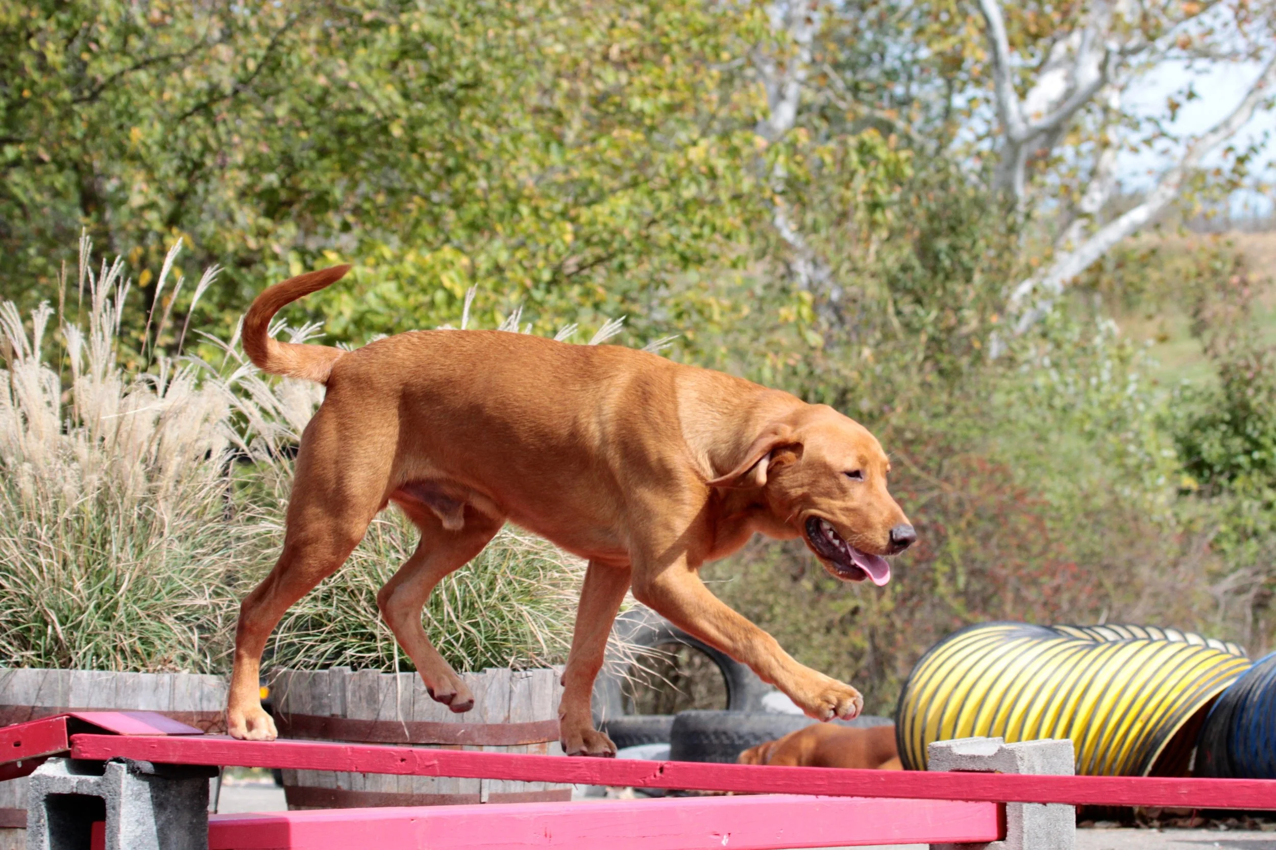 Kennel Stonnie Dennis Trainer