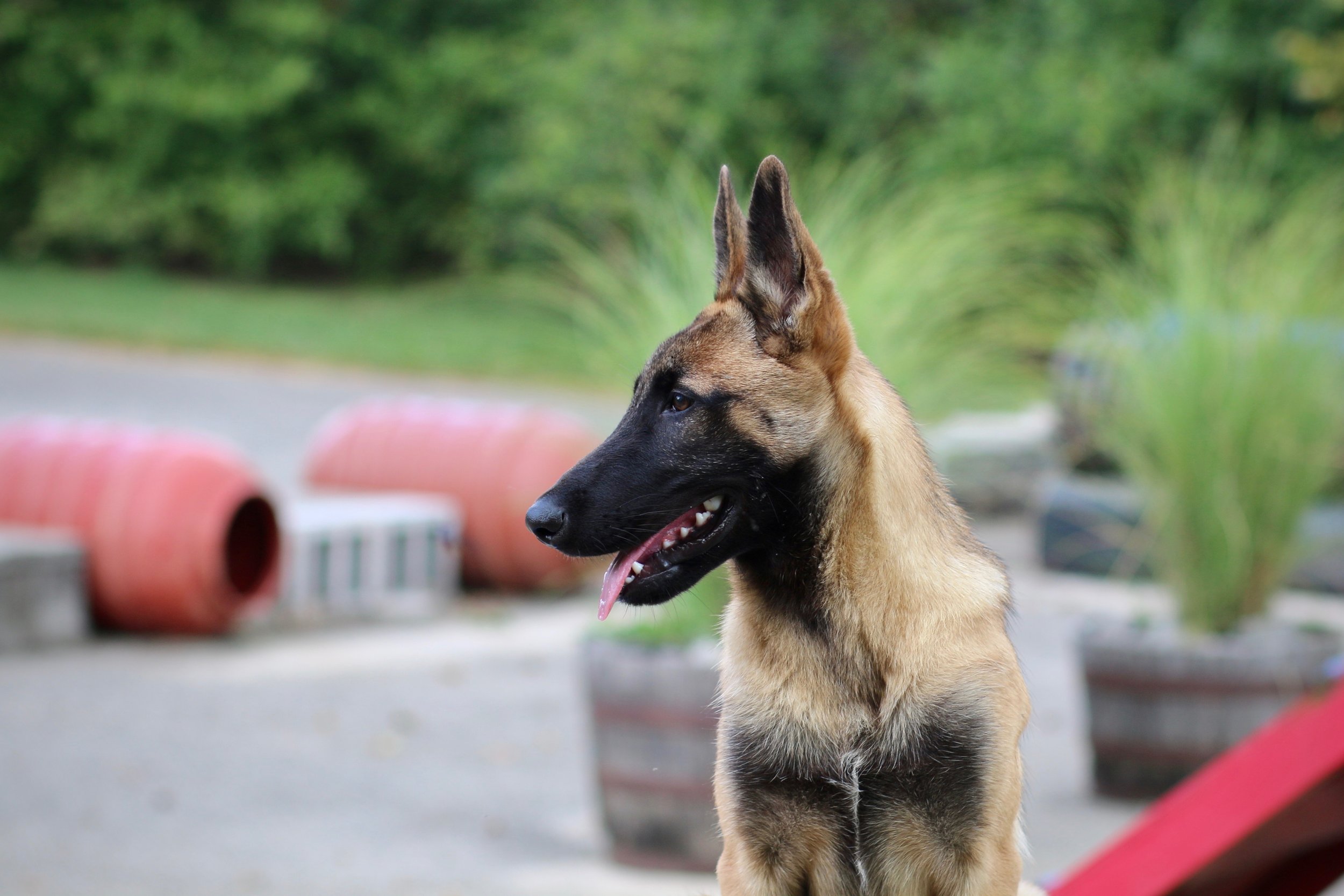 Malinois