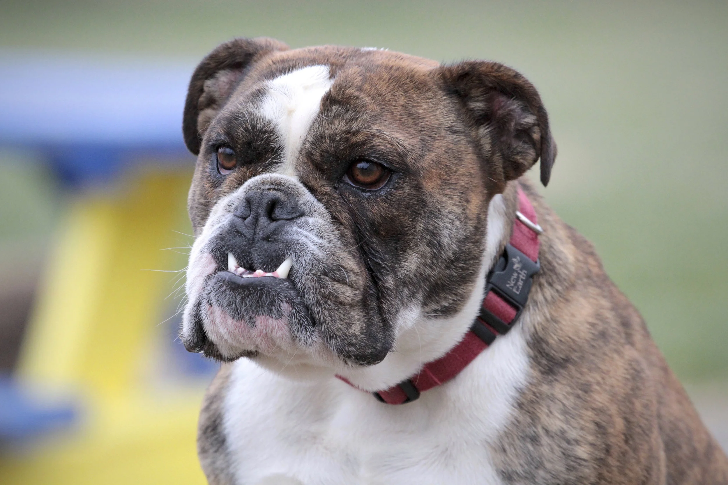 English Bulldog