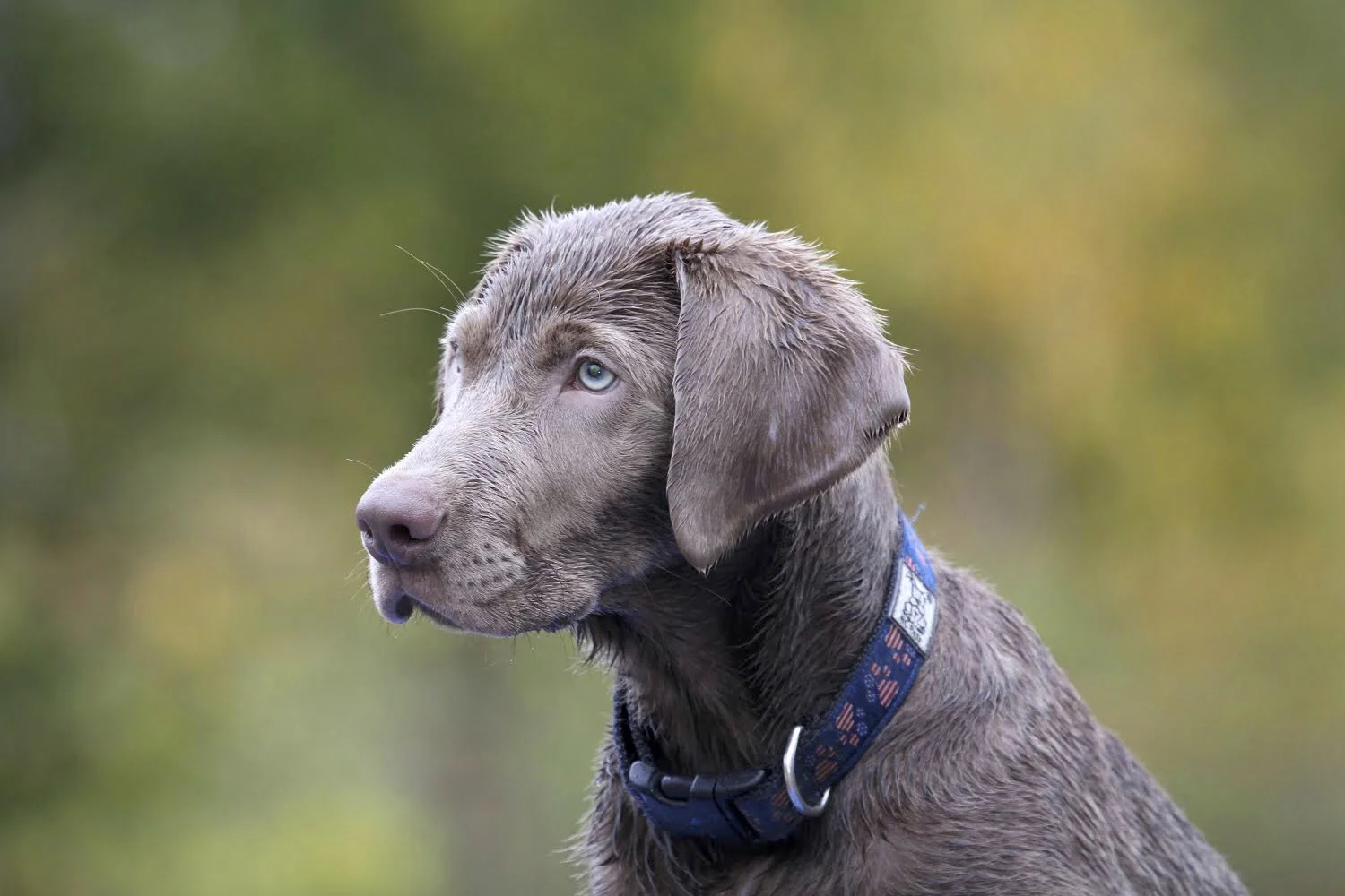 Silver Labrador retriever