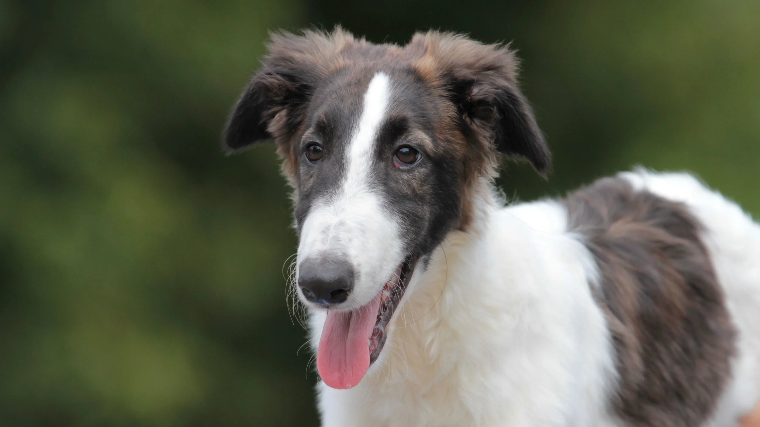 Borzoi
