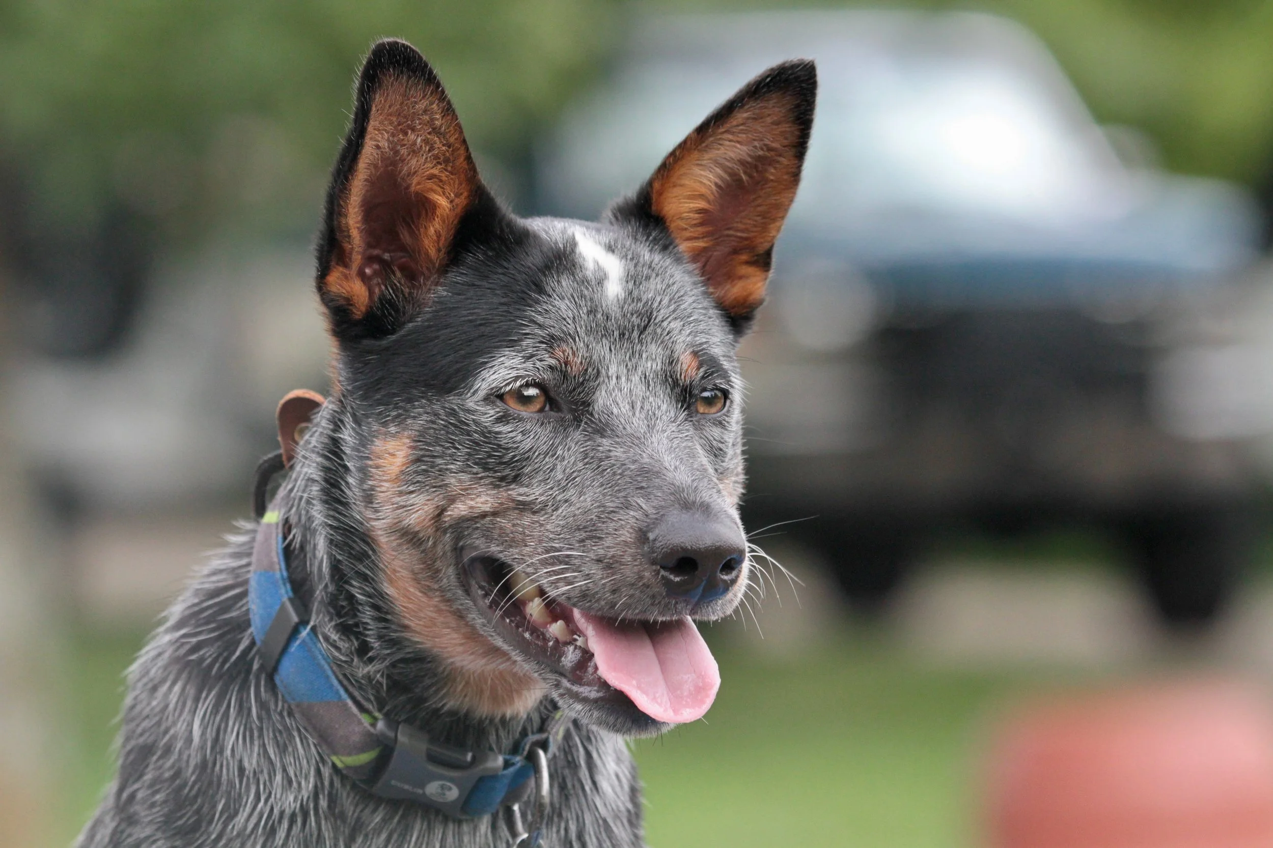 Blue Heeler
