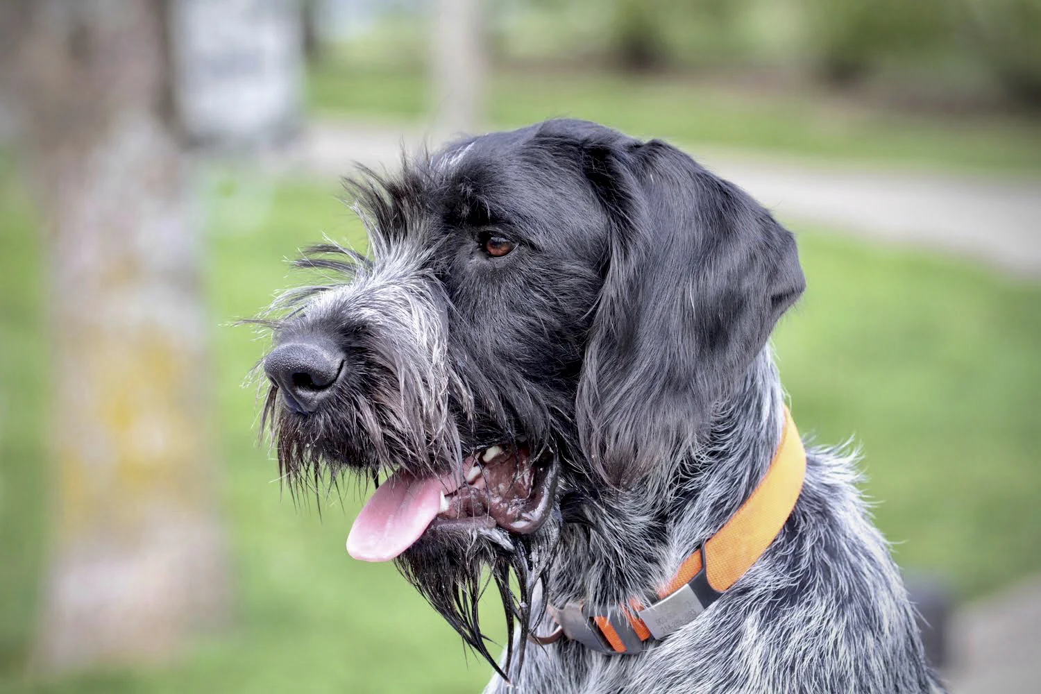 Deutsch Drahthaar Board and Train with Stonnie Dennis | Lexington KY