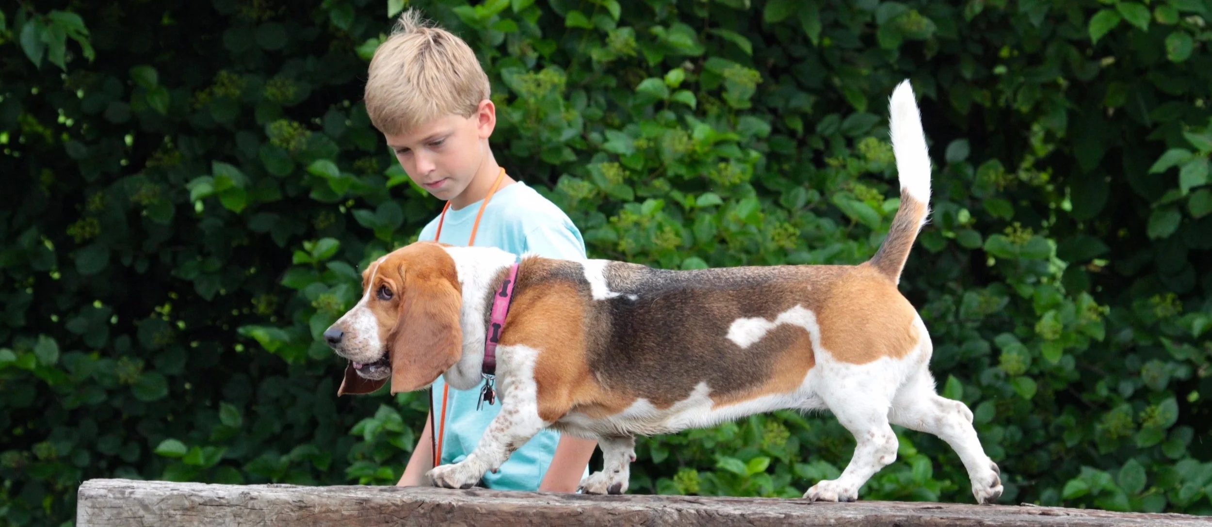 Stonnie's Son Training Basset Hound