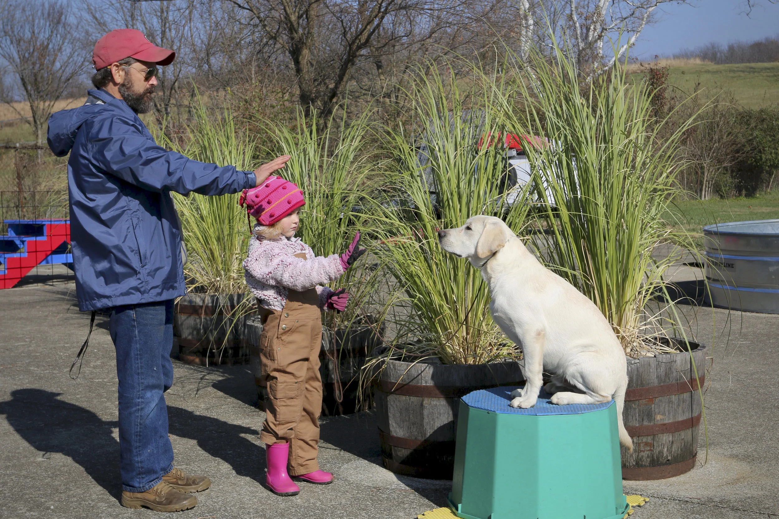 Stonnie and His Daughter Training Yellow Labrador Retriever Puppy