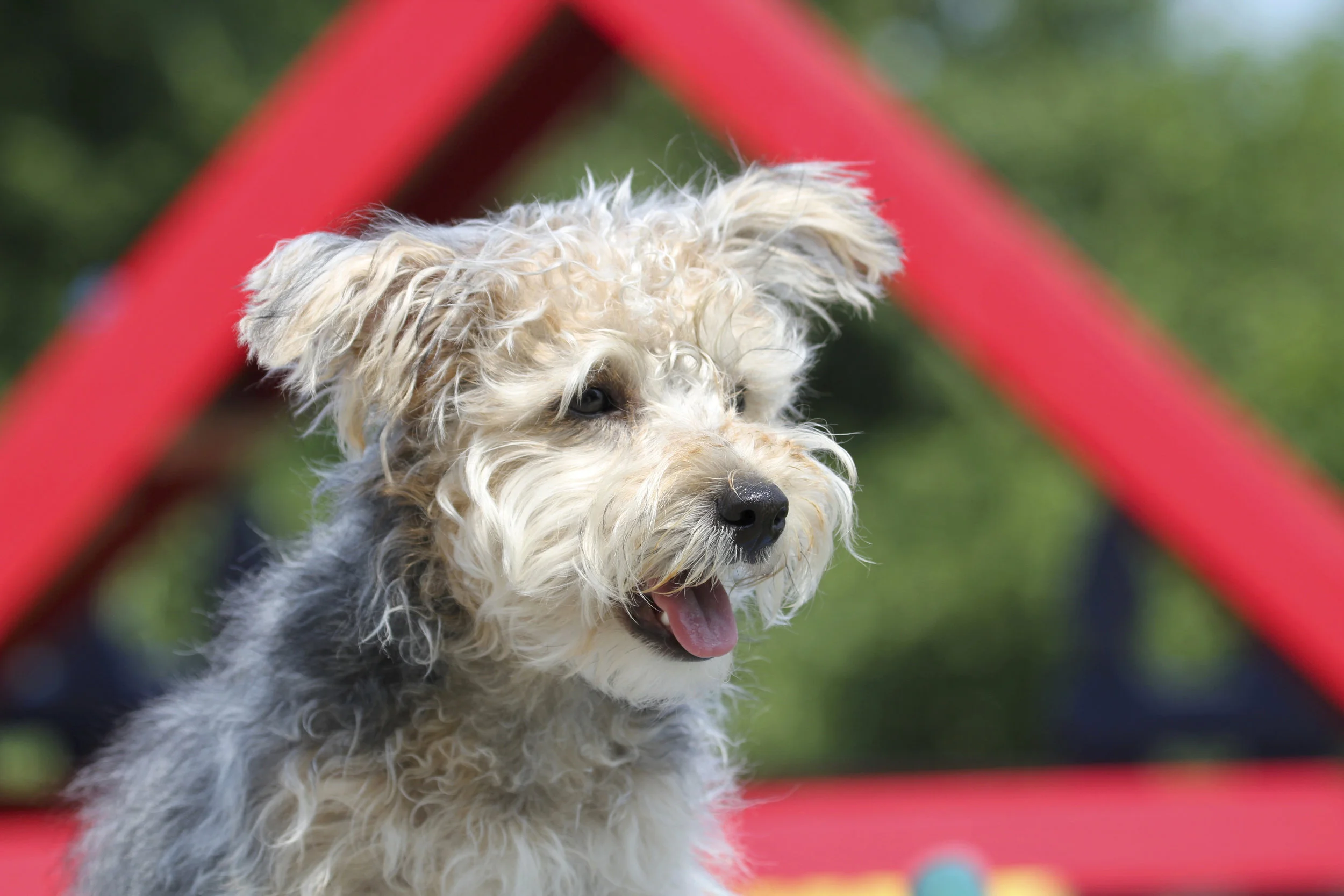 Mini Aussiedoodle Board and Train with Stonnie Dennis | Lexington KY