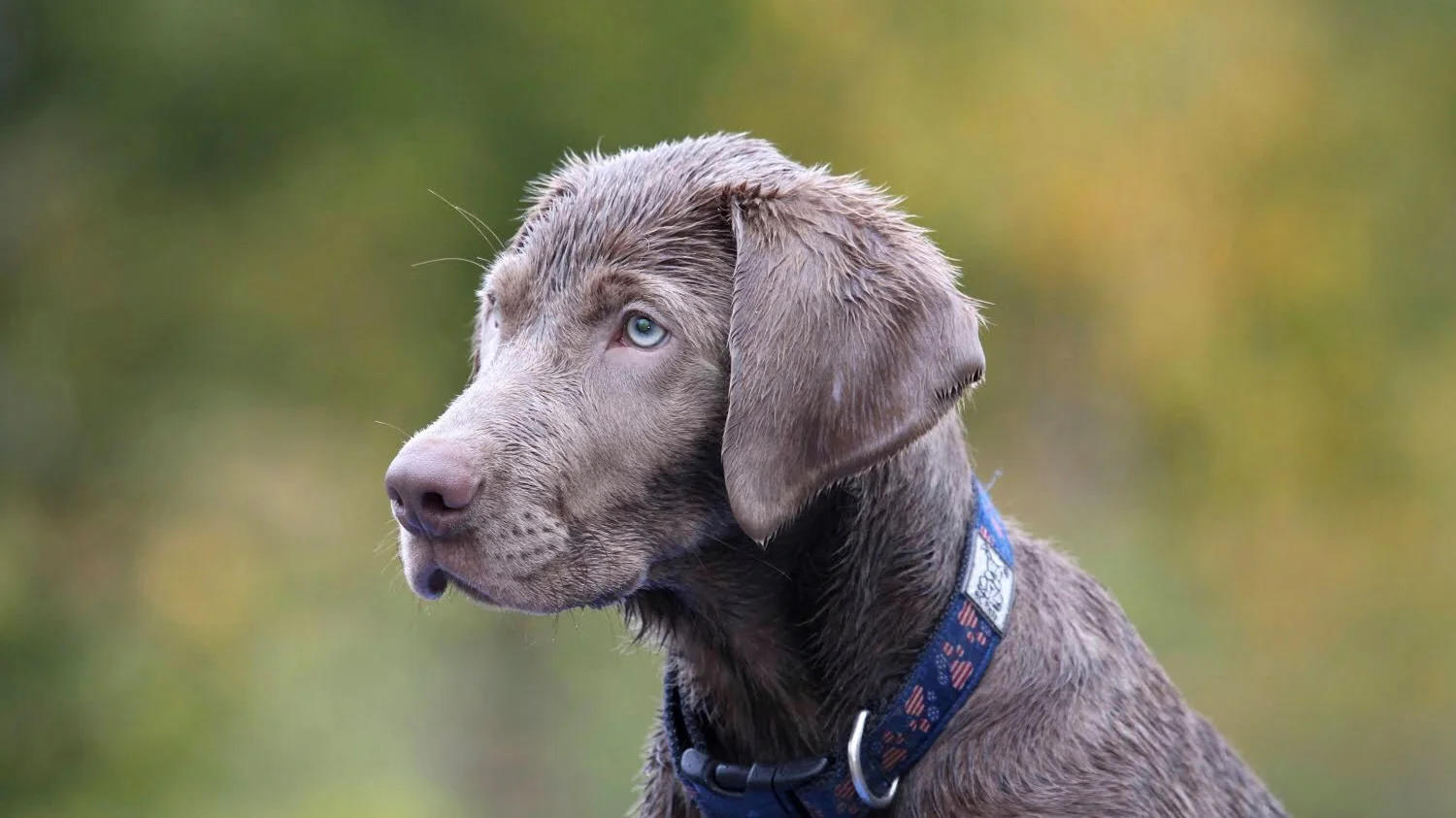 Silver Labrador Retriever Board and Train with Stonnie Dennis | Lexington KY