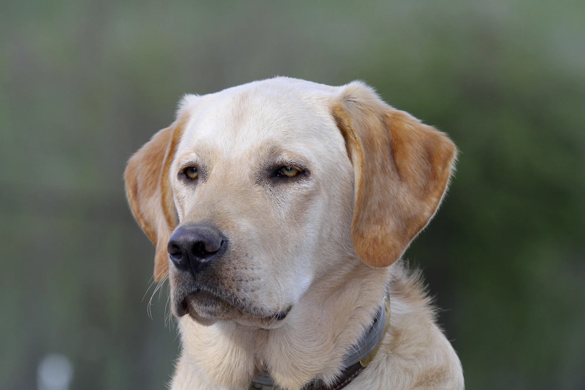 Yellow Labrador Retriever Board and Train with Stonnie Dennis | Lexington KY