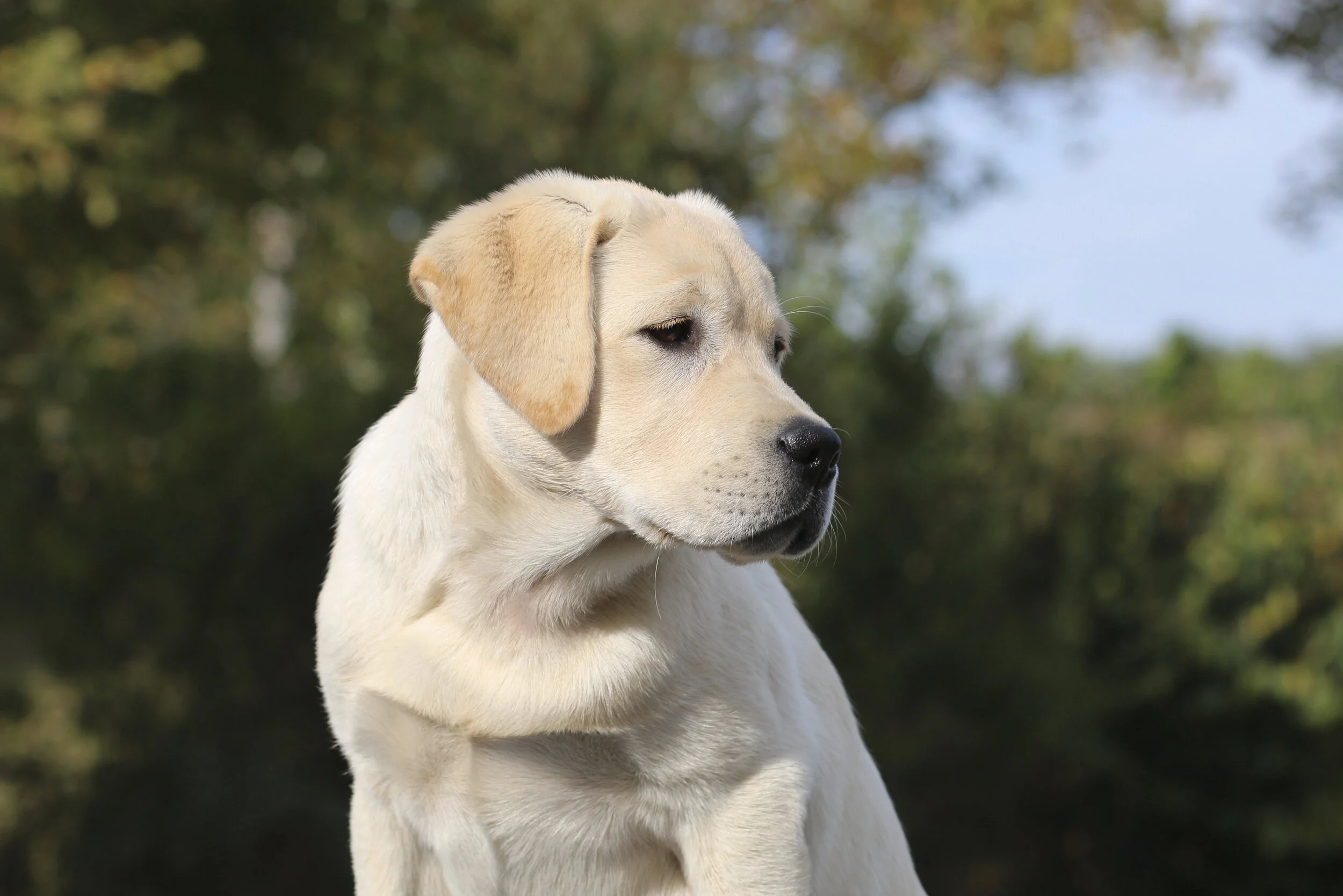 stonnie dennis dog training
