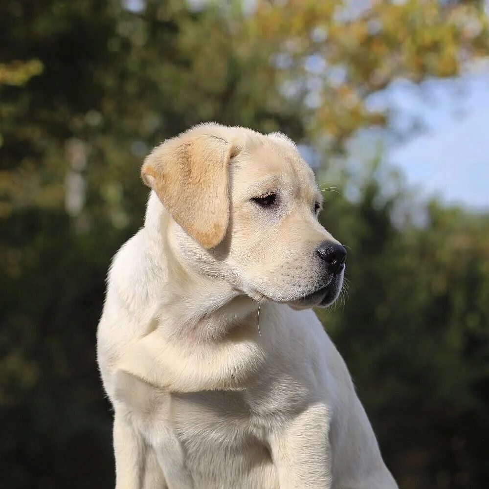Yellow English Lab Puppy Board and Train with Stonnie Dennis | Lexington KY