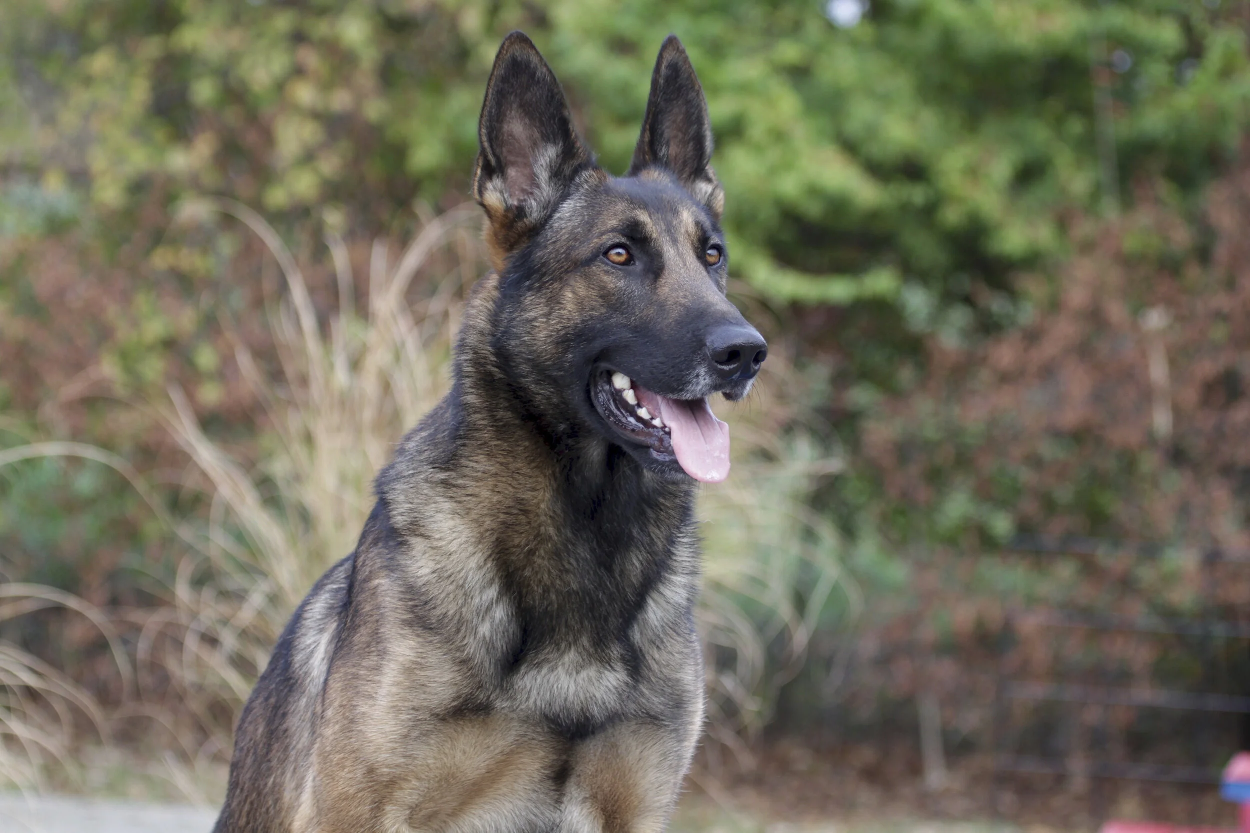 Protection Dog Board and Train with Stonnie Dennis | Lexington KY