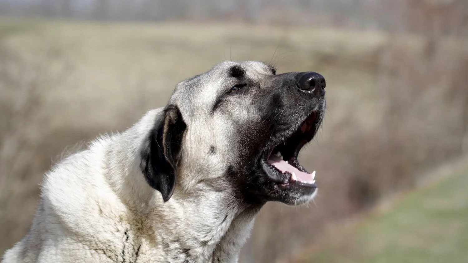 Anatolian Shepherd Board and Train with Stonnie Dennis | Lexington KY