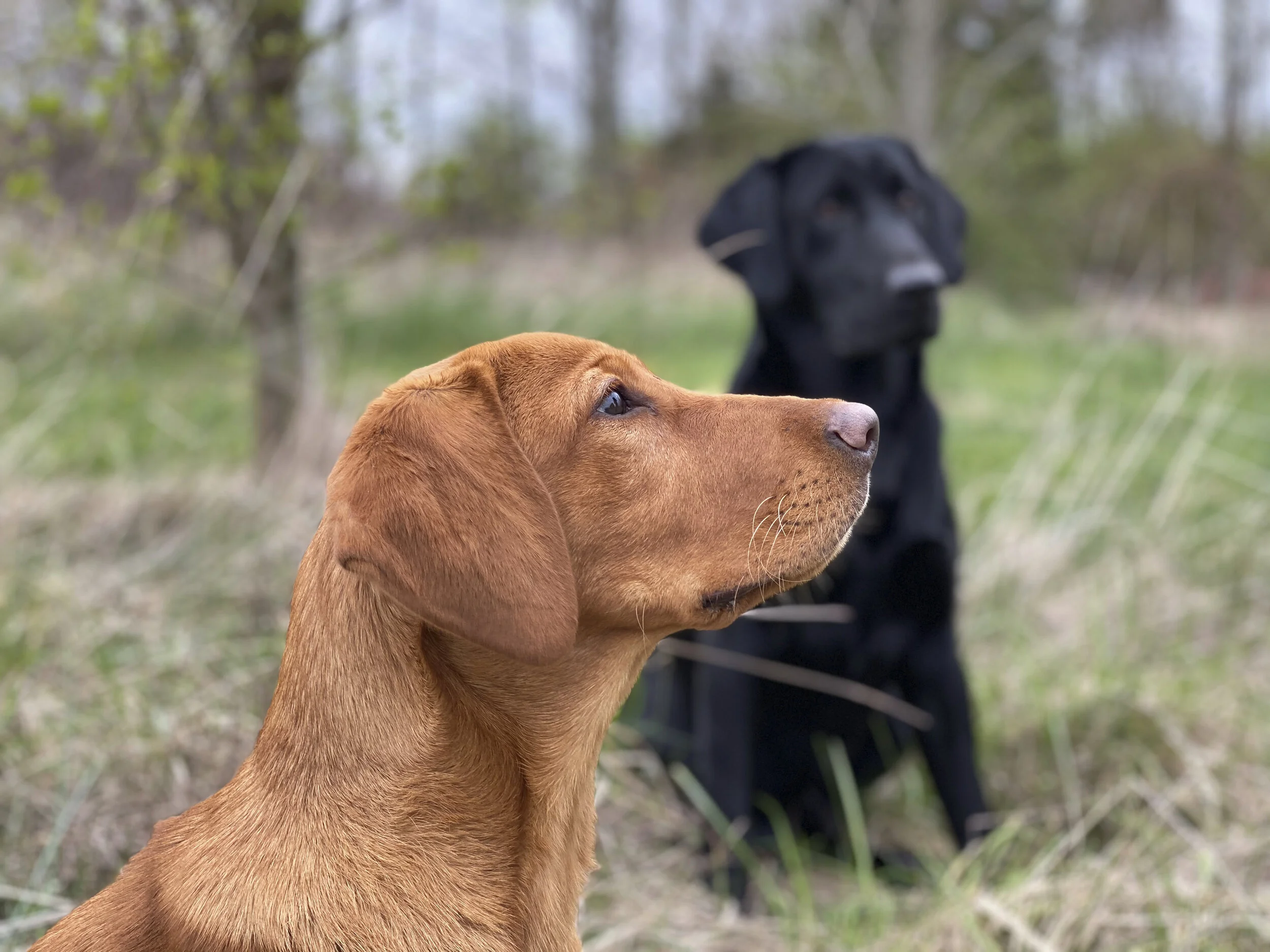Fox Red Labrador Retriever Board and Train with Stonnie Dennis | Lexington KY