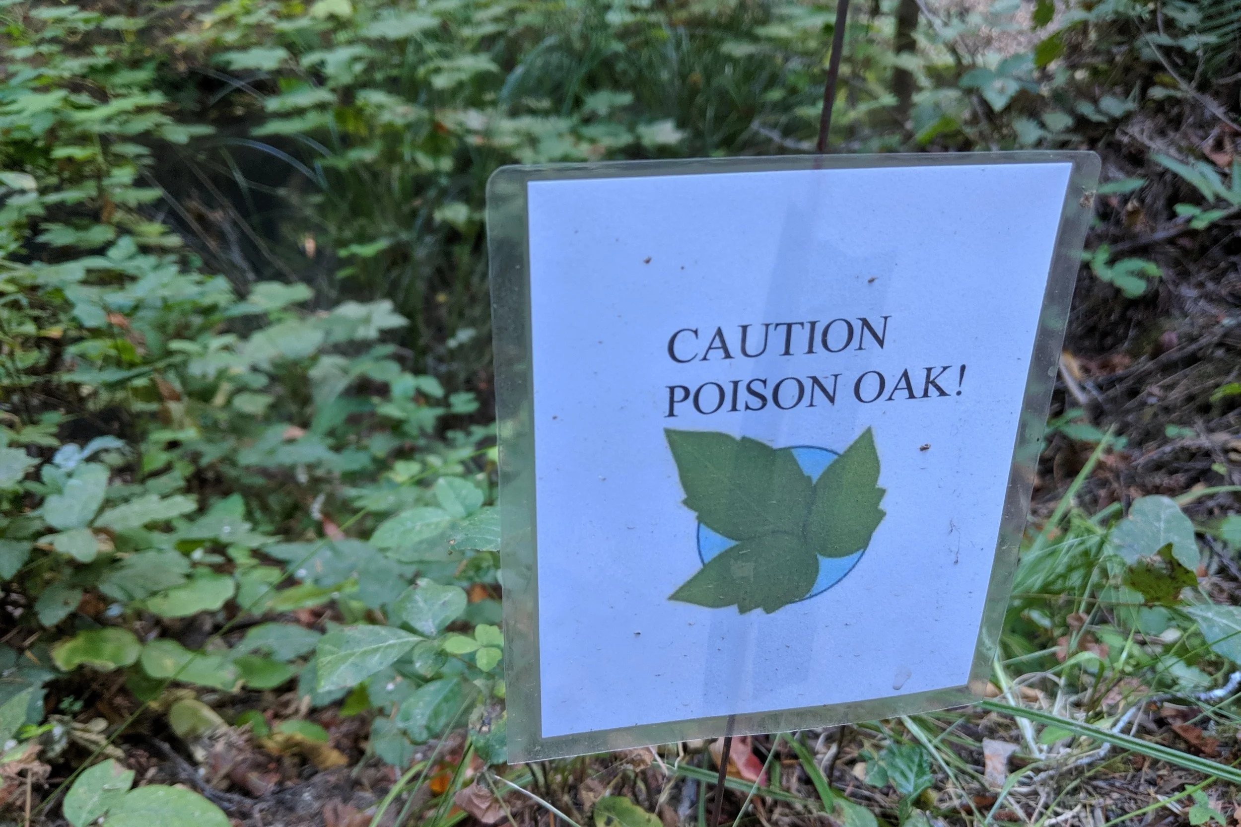 poison_oak.jpg