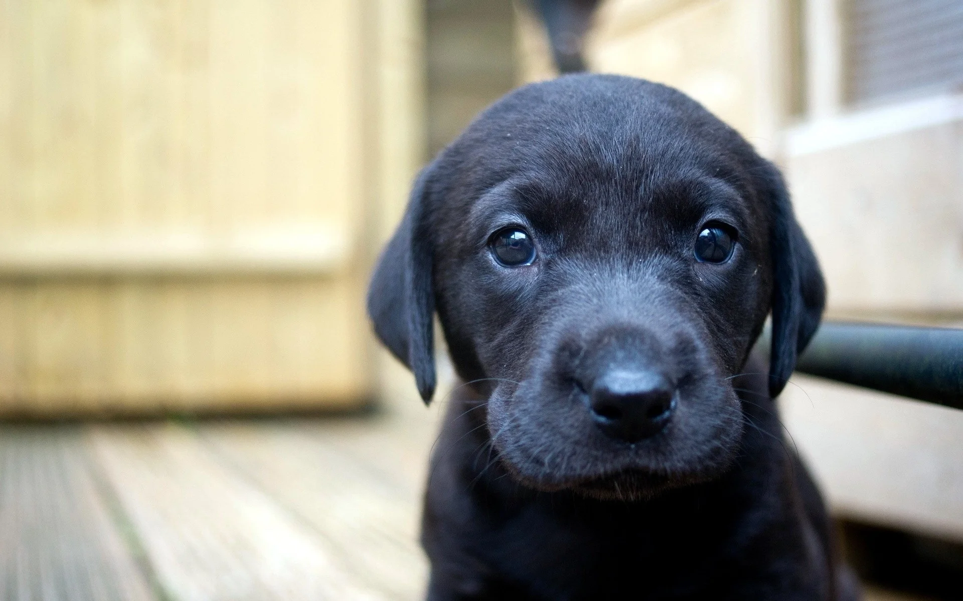 puppy_dog_face_eyes_44638_1920x1200.jpg