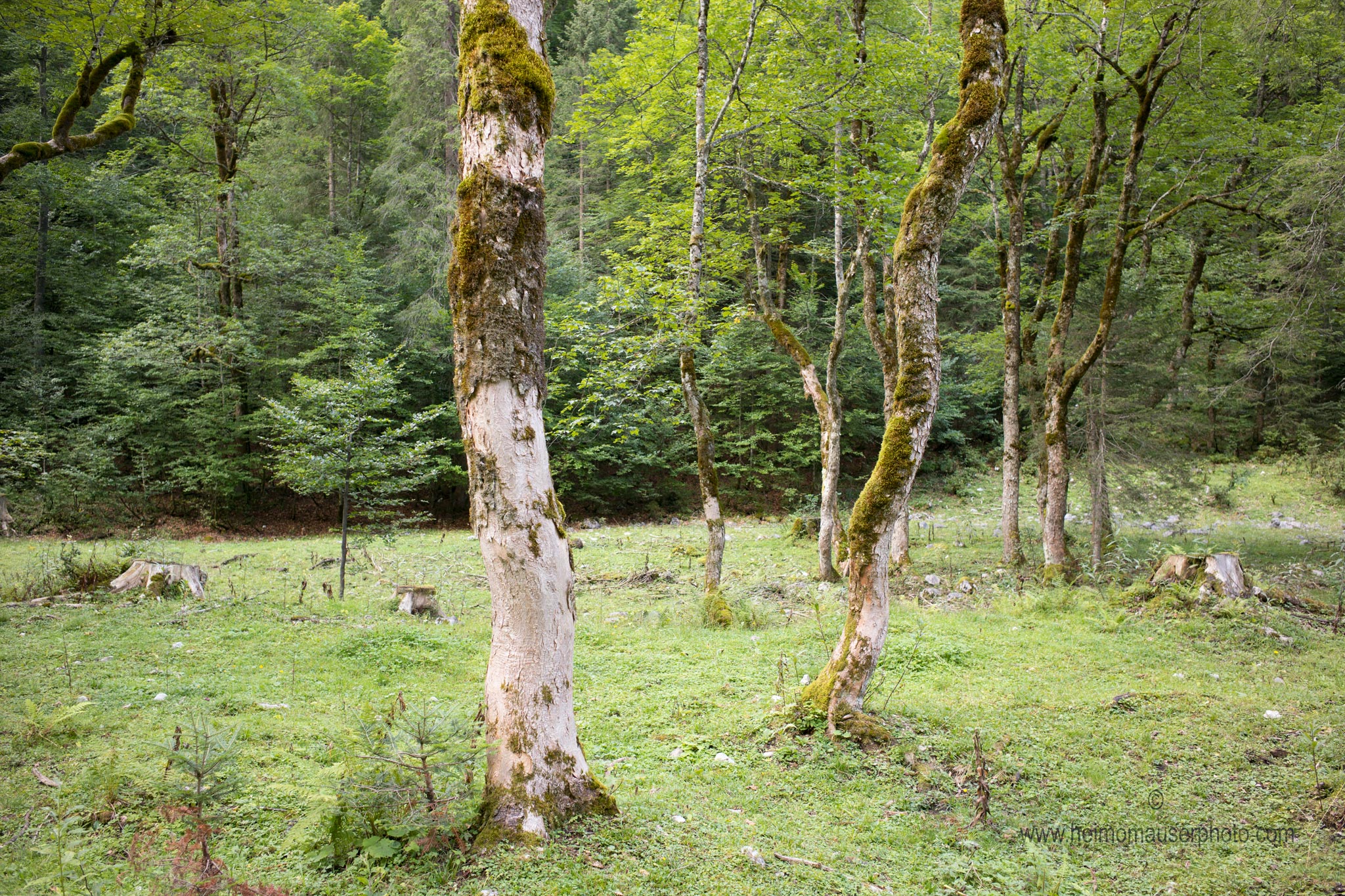 Near Gosausee/Upper Austria