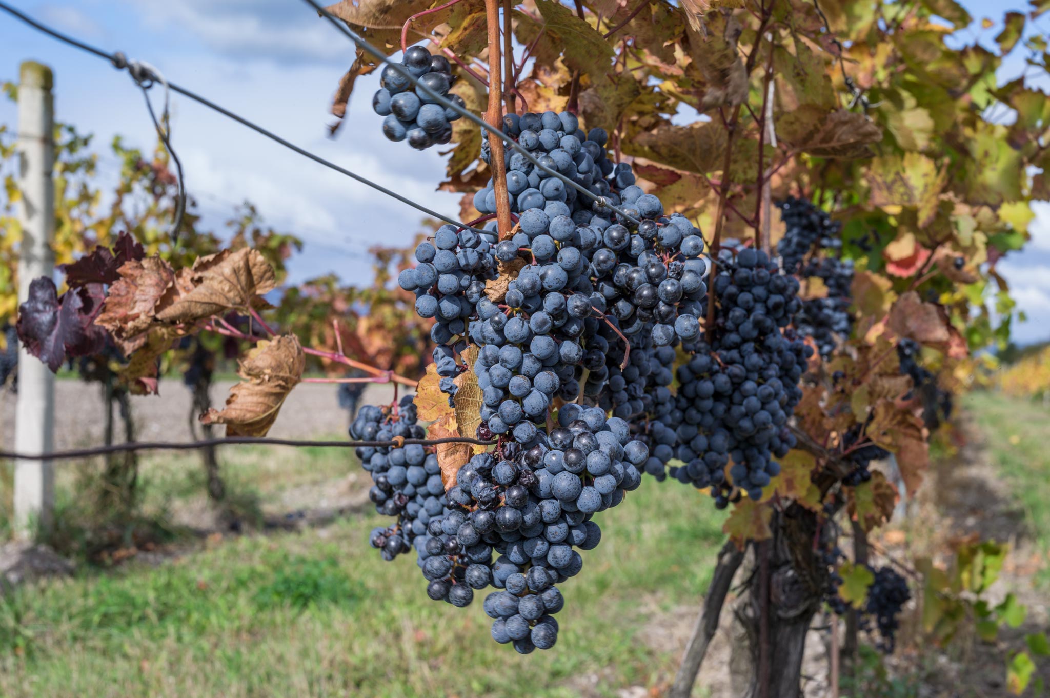 Old vineyard in Tattendorf