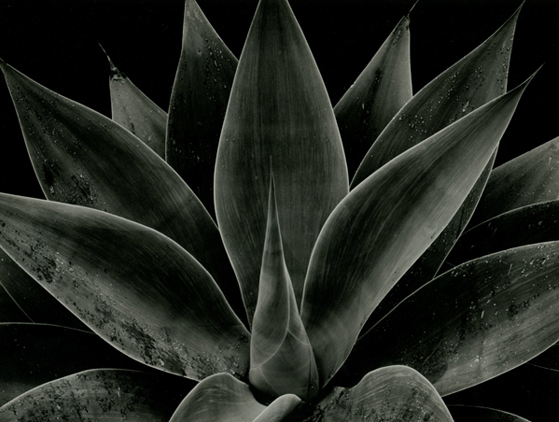 © Brett Weston