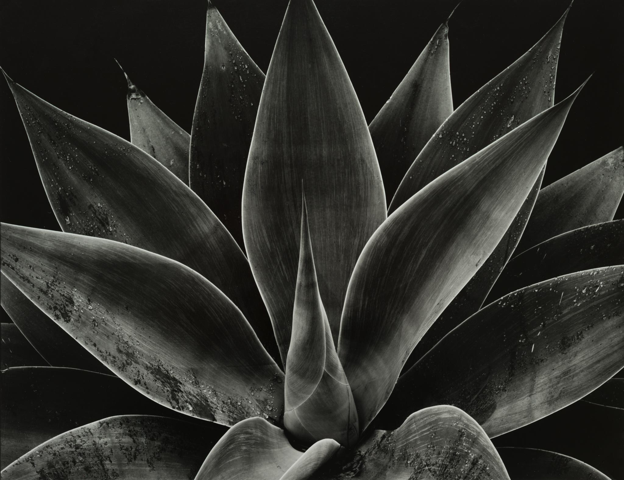 Century Plant (© Brett Weston, reproduction from the original pic: Heimo Mauser)