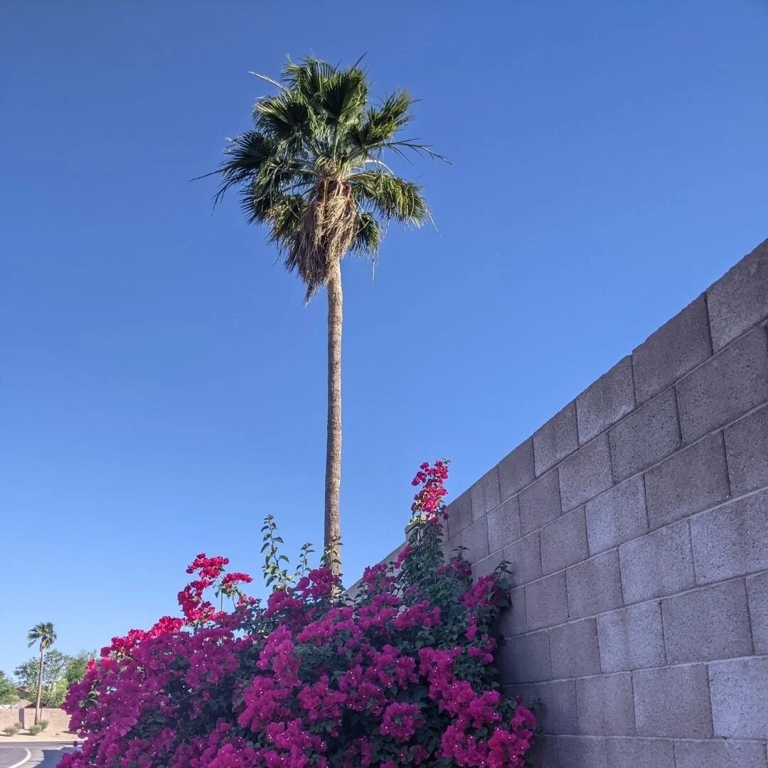 The desert is in bloom!