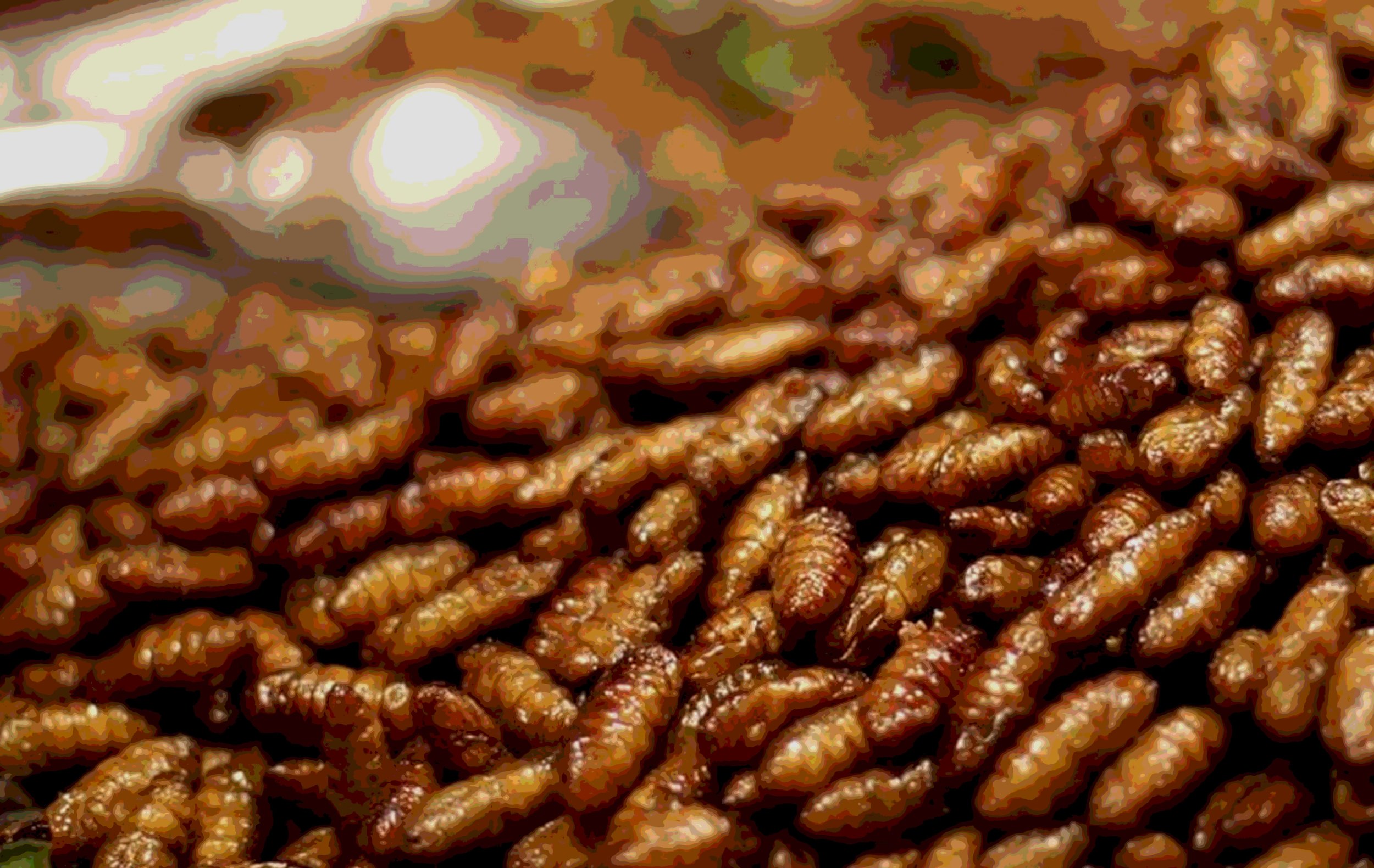 Are insects the future of food?