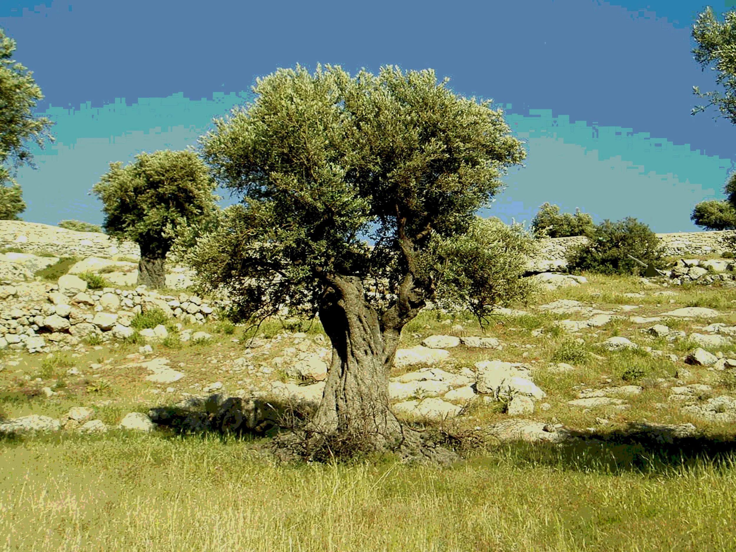 Olive Harvest in Gaza