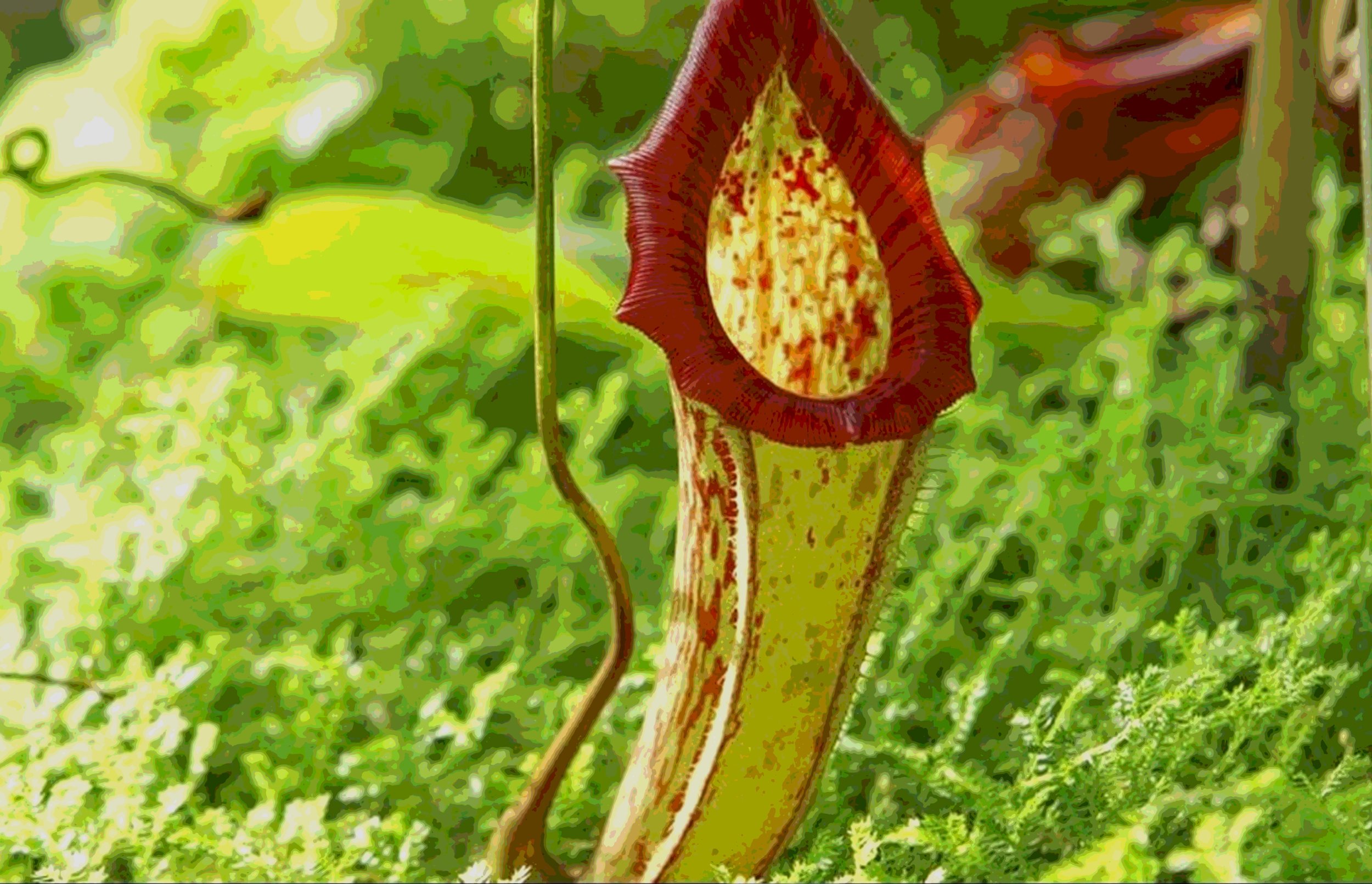 Carnivorous Plants